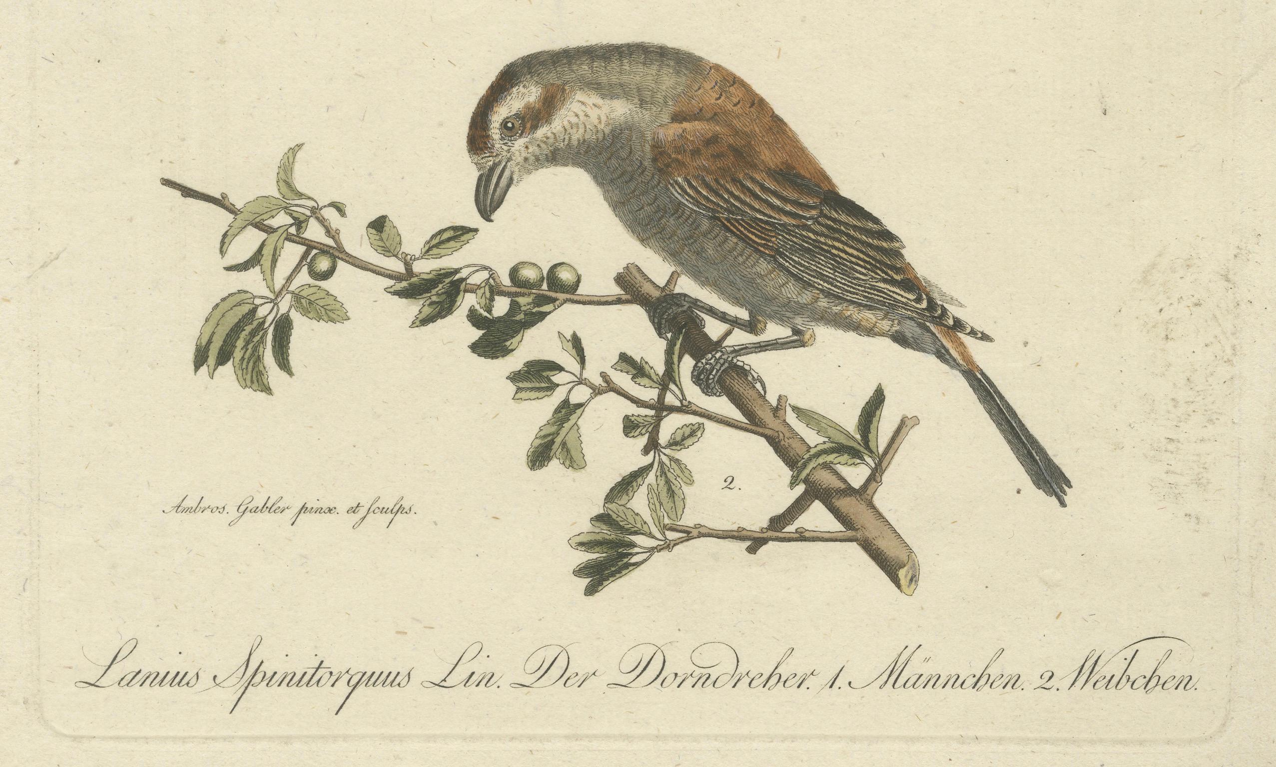 Shrikes in Natural Harmony: A Study of Avian Elegance by Ambrosius Gabler, 1809 In Good Condition For Sale In Langweer, NL