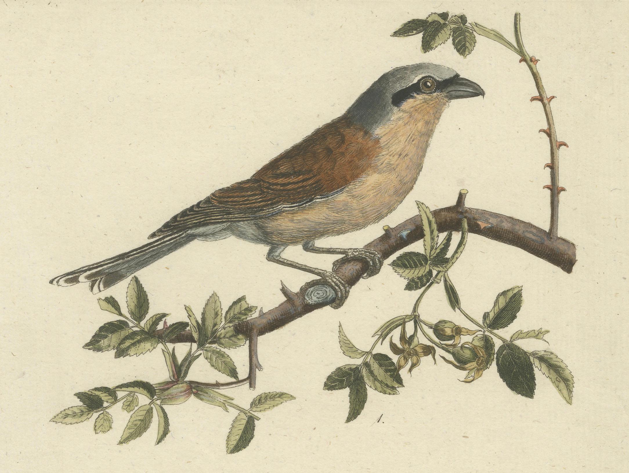 Début du XIXe siècle Shrikes in Natural Harmony : A Study of Avian Elegance par Ambrosius Gabler, 1809 en vente