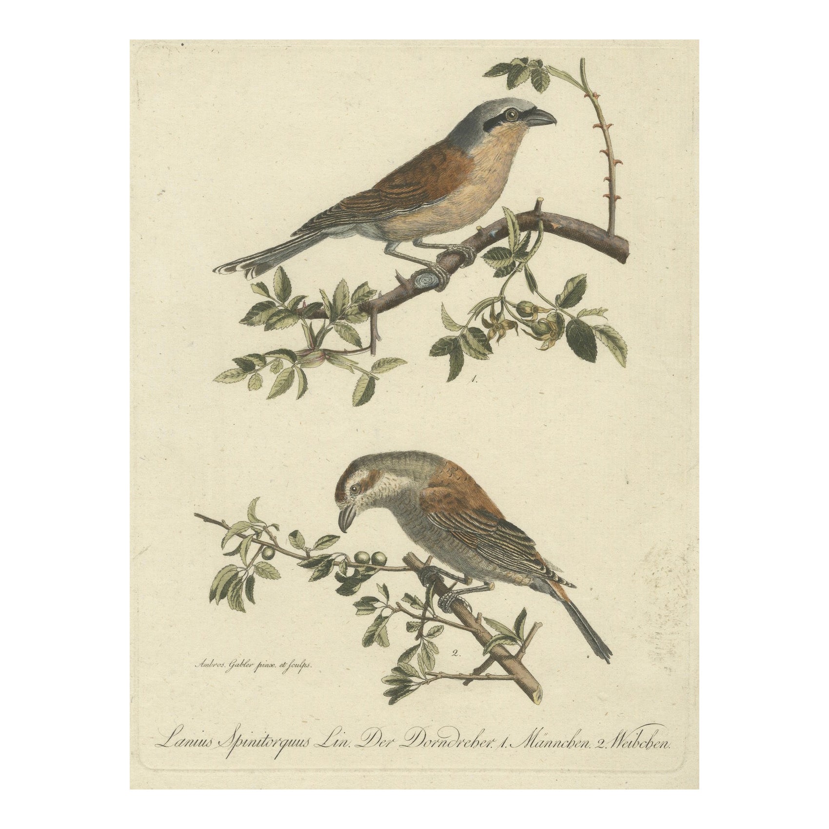 Shrikes in Natural Harmony: A Study of Avian Elegance von Ambrosius Gabler, 1809