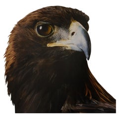 Shytan The Golden Eagle by Leila Jeffreys