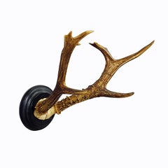 Trophée de cerf de Sibérie monté sur plaque en bois, vers 1900