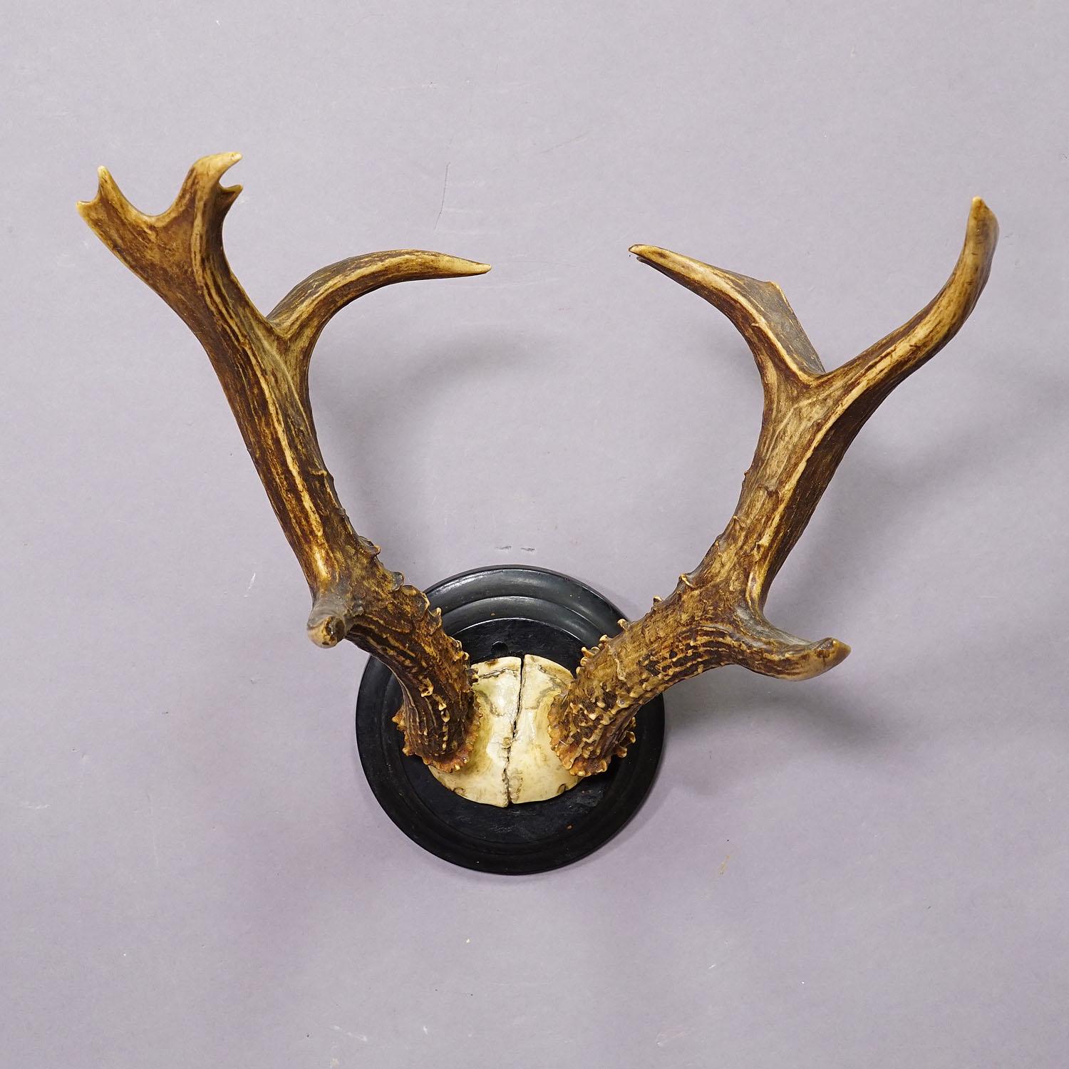 Sibirische Hirschtrophäenhalterung auf Holzplakette, ca. 1900er Jahre (Deutsch) im Angebot