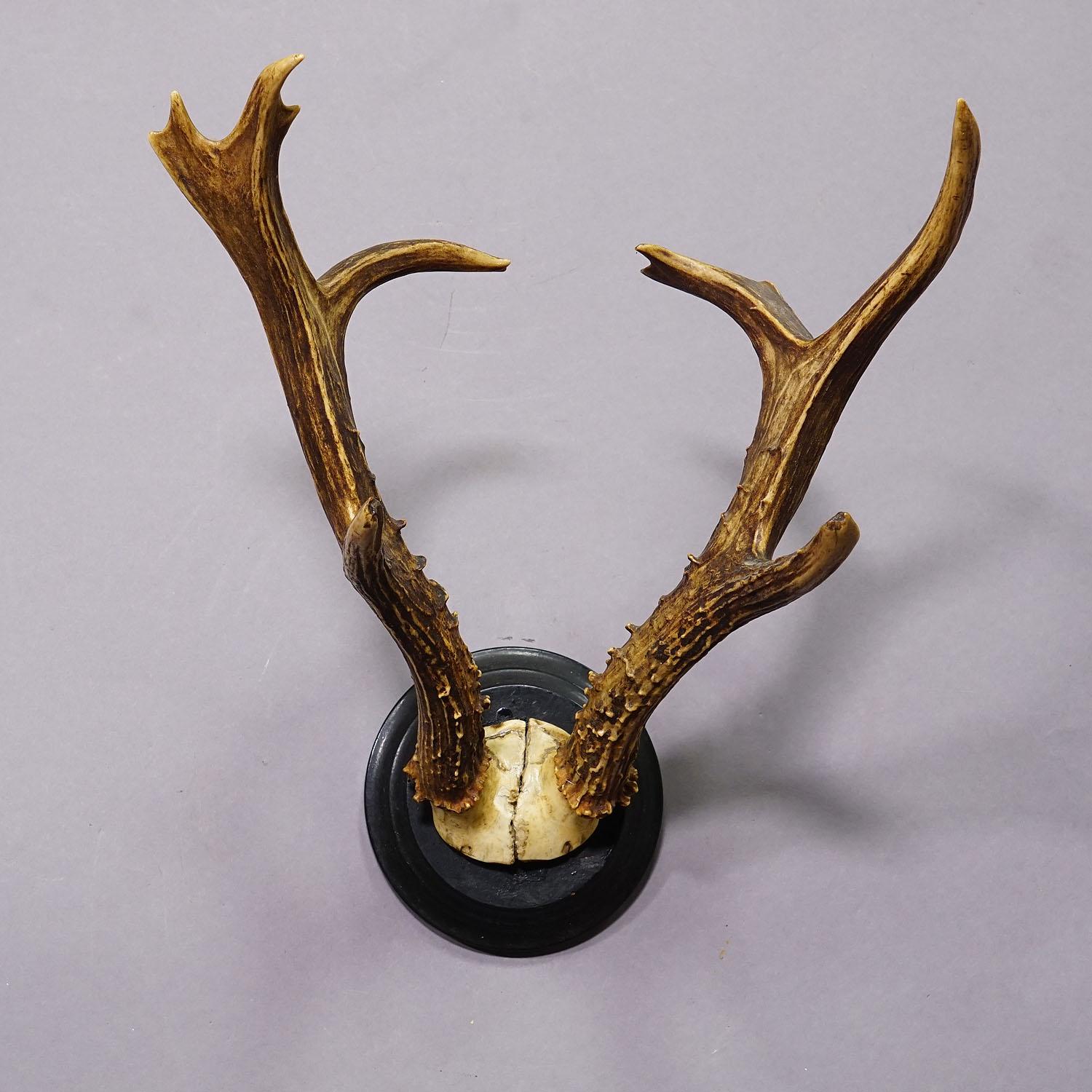 Sibirische Hirschtrophäenhalterung auf Holzplakette, ca. 1900er Jahre im Zustand „Gut“ im Angebot in Berghuelen, DE