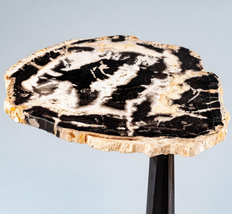 Side or Cocktail Table, Petrified Wood Slab with Black Color Metal Base For Sale 2