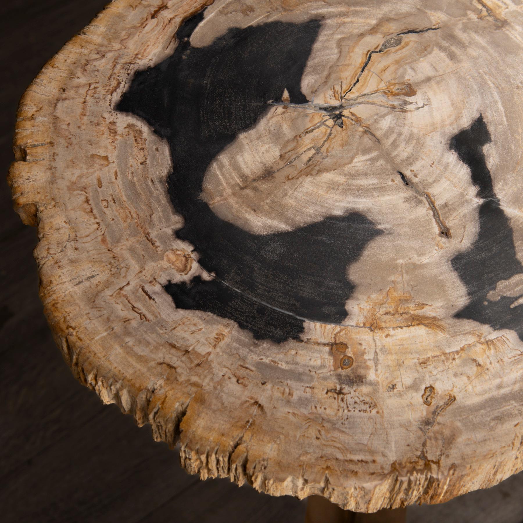 Polished Side or Cocktail Table, Petrified Wood Slab with Gold Color Metal Base For Sale