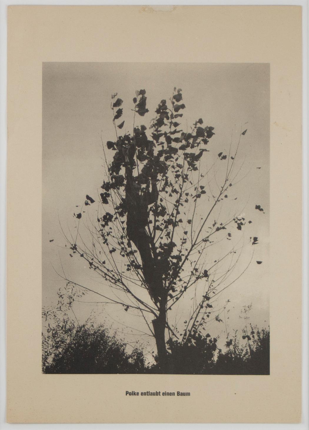 "The Defoliation of a Tree", unframed black and white print, Berlin 1960s