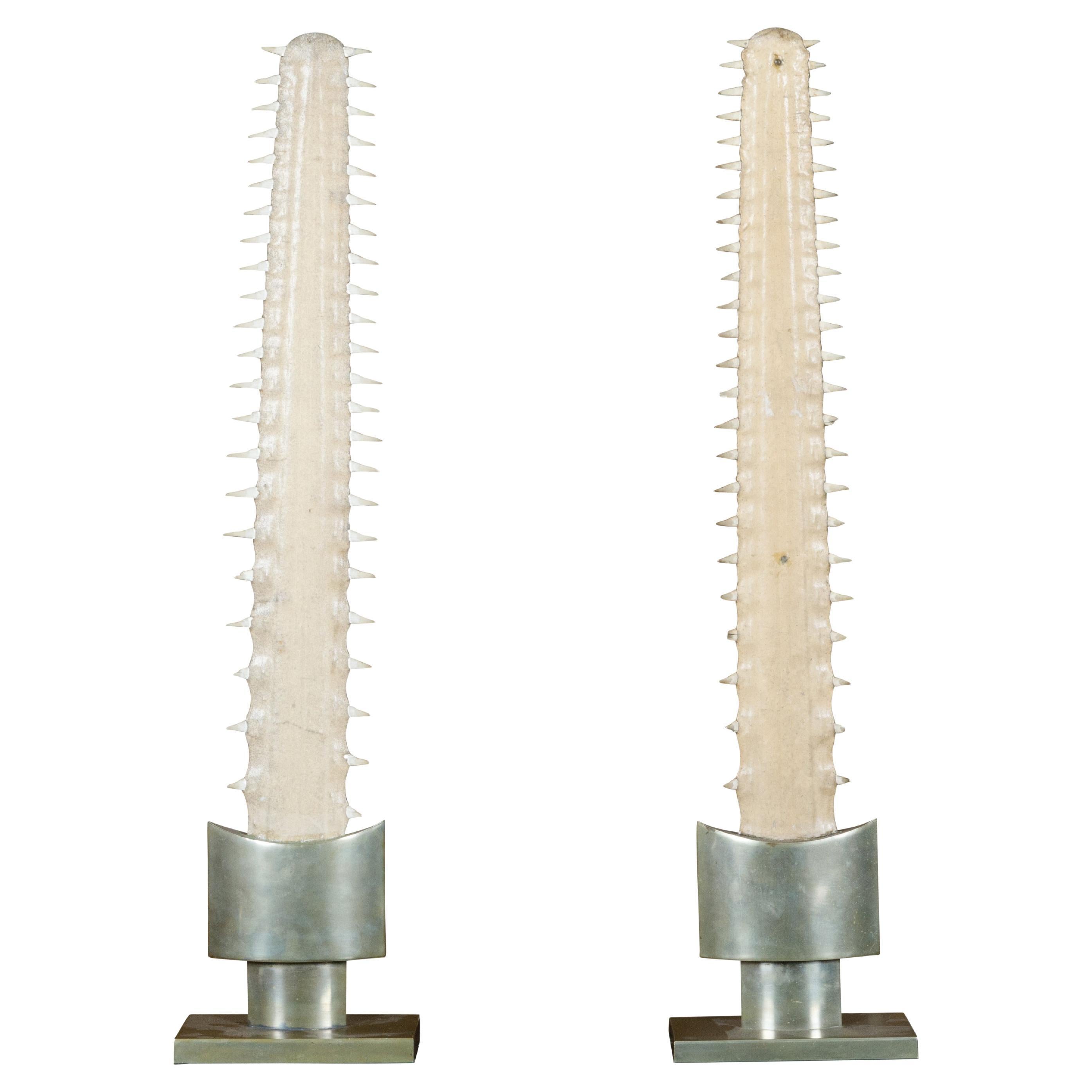 What is a sawfish rostrum?