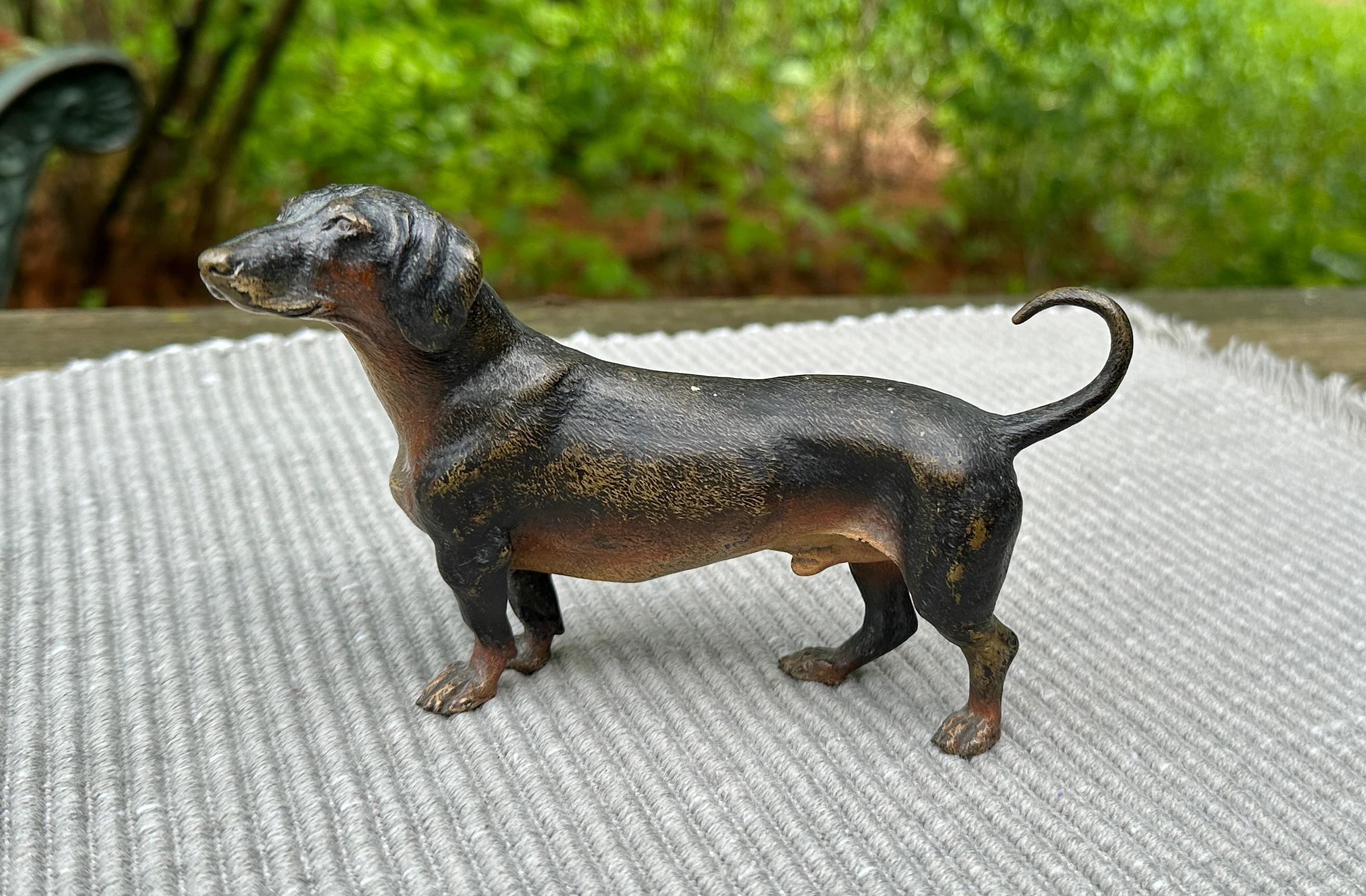 Signiert Bergmann Dackel Hund Rare Austrian Vienna Bronze 6 Zoll CIRCA 1900 (Gilded Age) im Angebot