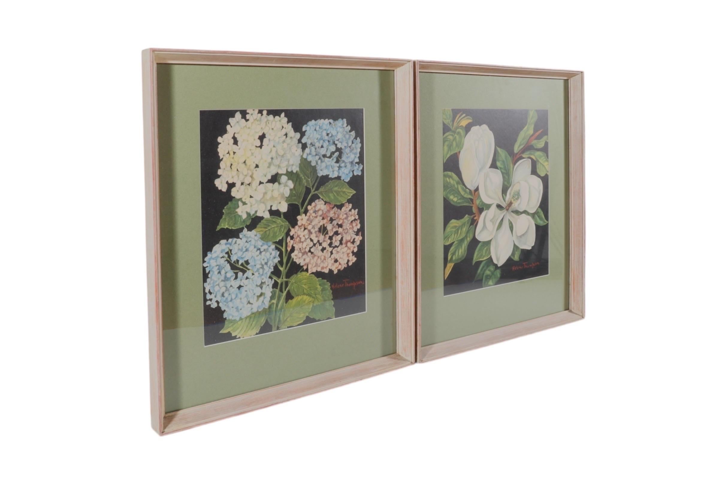 A pair of botanical lithographs signed Helene Thompson. One is of a bouquet of hydrangeas blooming white, blue and pink, and the other shows a magnolia branch with two flowers, one in bud and one full bloom. The plants are painted against a black