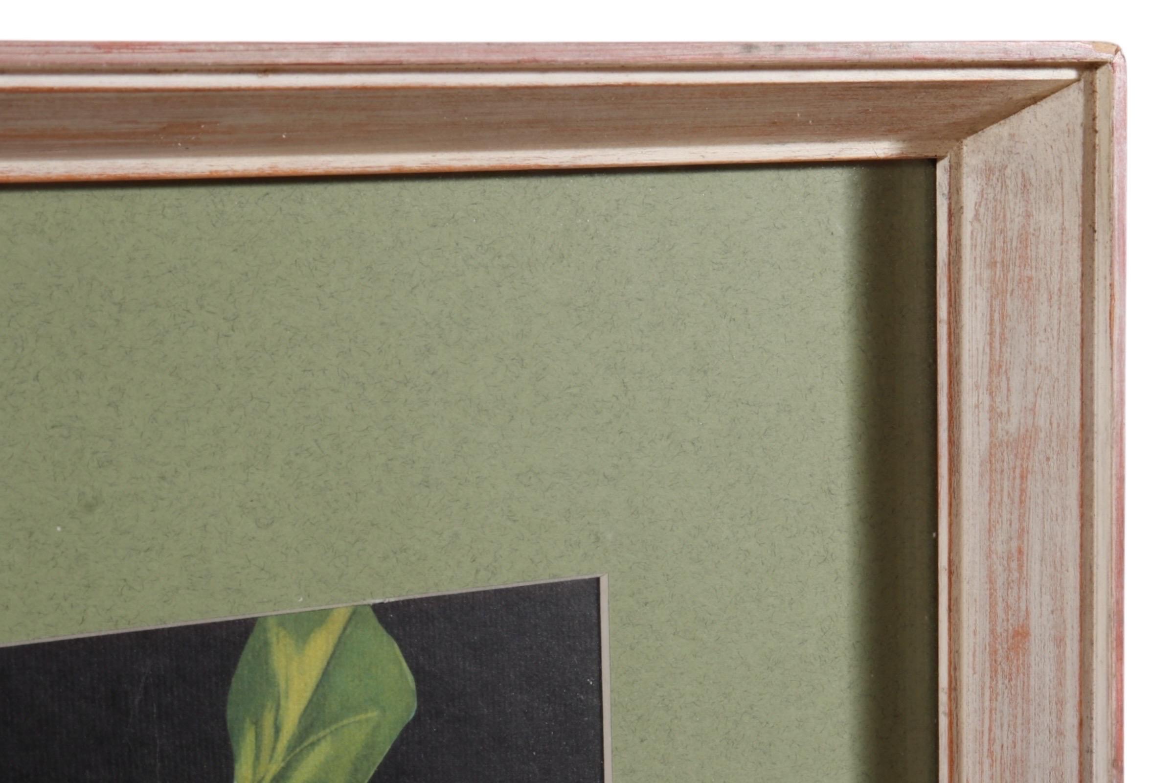 Signed Botanical Lithographs, a Pair (Rustikal) im Angebot