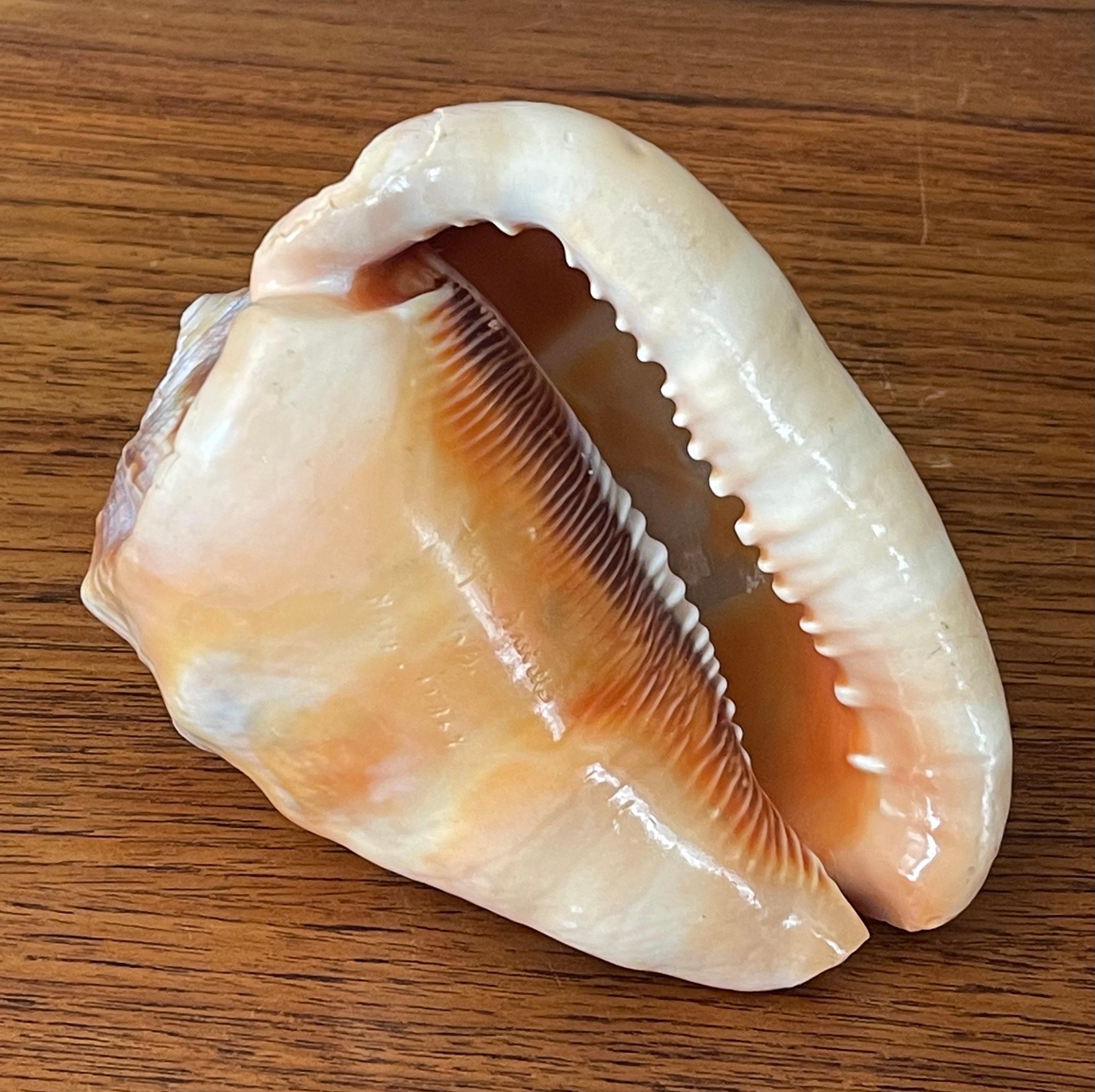 Signed Hand Carved Cameo on Conch Shell For Sale 1