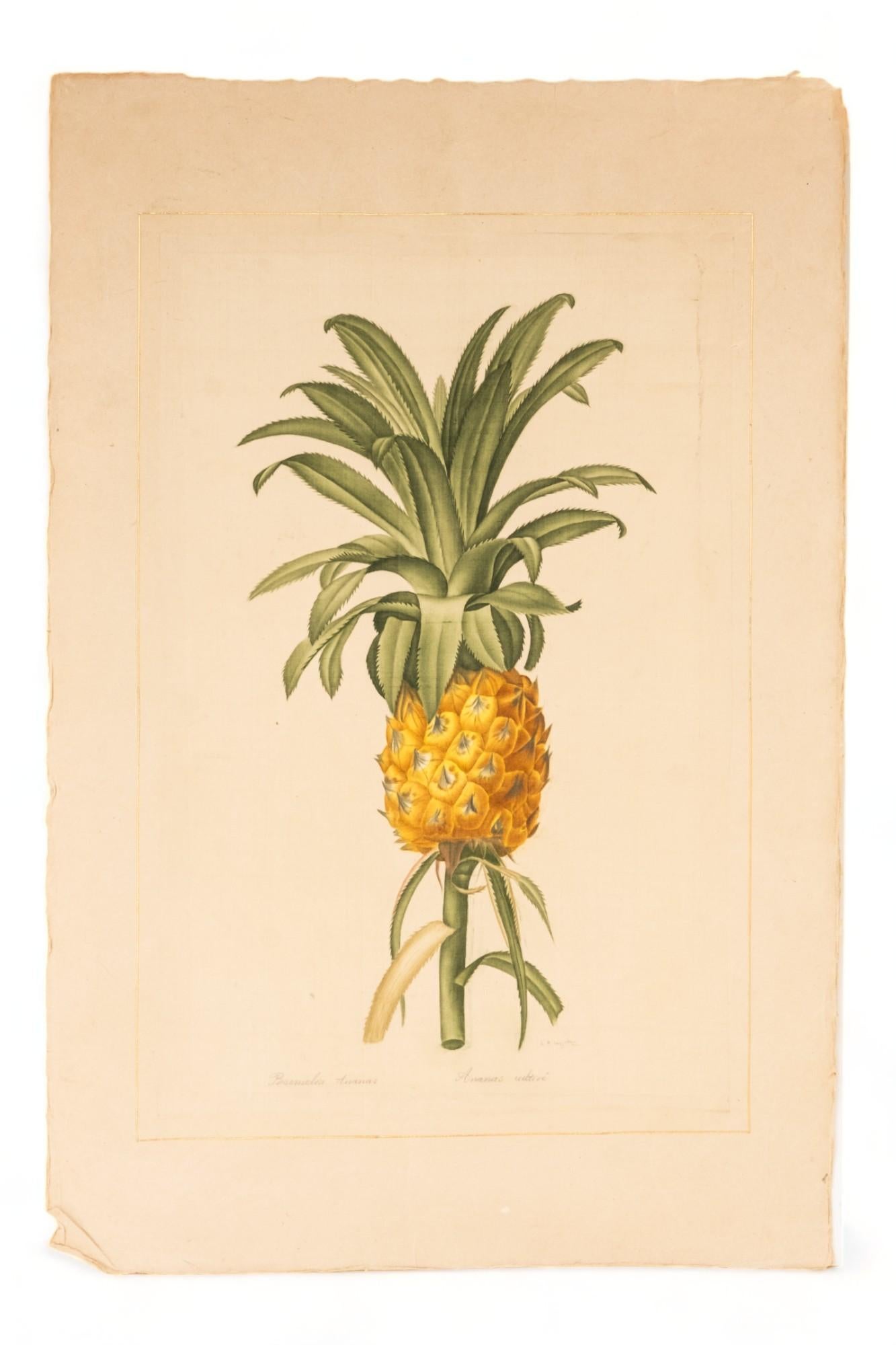 Signed L.R Laffitte Watercolor of Bromelia Ananas on silk mounted on laid paper, Signed in pencil at the bottom.
