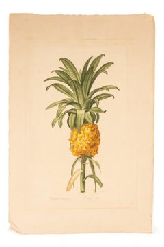 Signed L.R Laffitte Watercolor, Bromelia Ananas