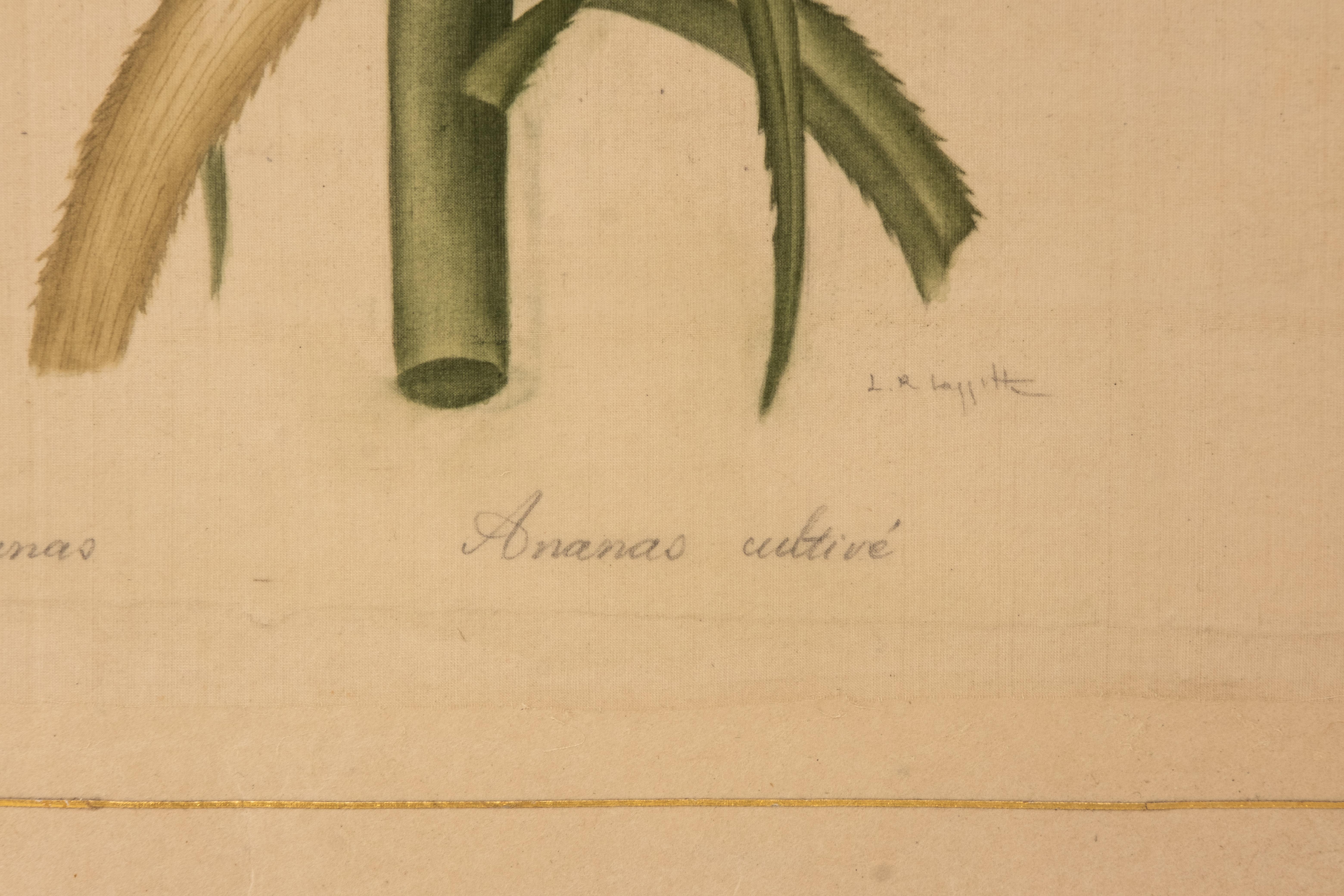 Signiertes L.R Laffitte-Aquarell, Bromelia Ananas, Bromelia Ananas (Französisch) im Angebot