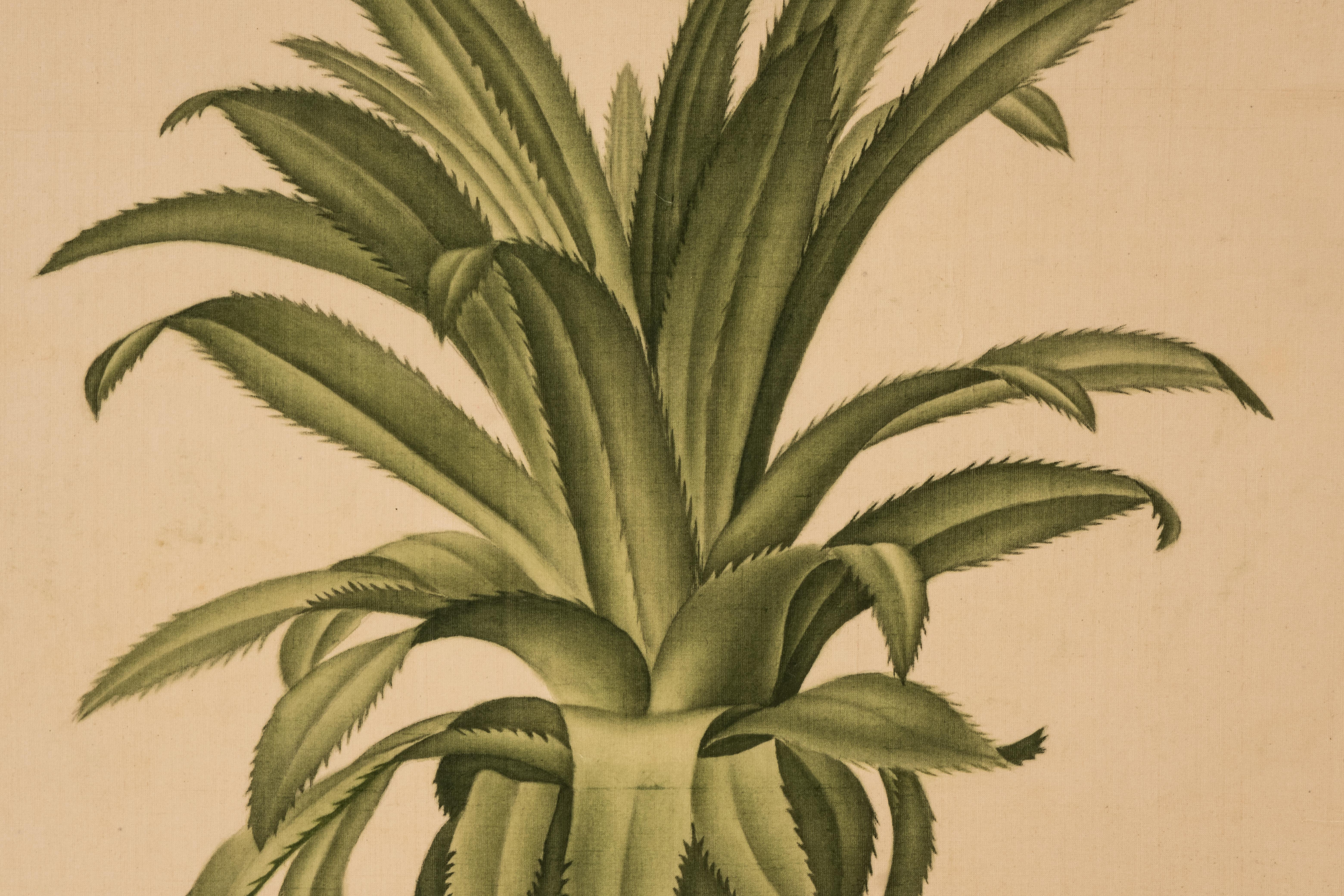 Signiertes L.R Laffitte-Aquarell, Bromelia Ananas, Bromelia Ananas (20. Jahrhundert) im Angebot