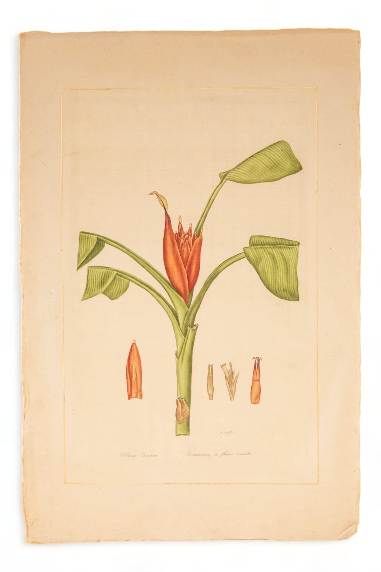 Acuarela firmada L.R Laffitte de platanero de flor escarlata sobre seda Art Decó en venta