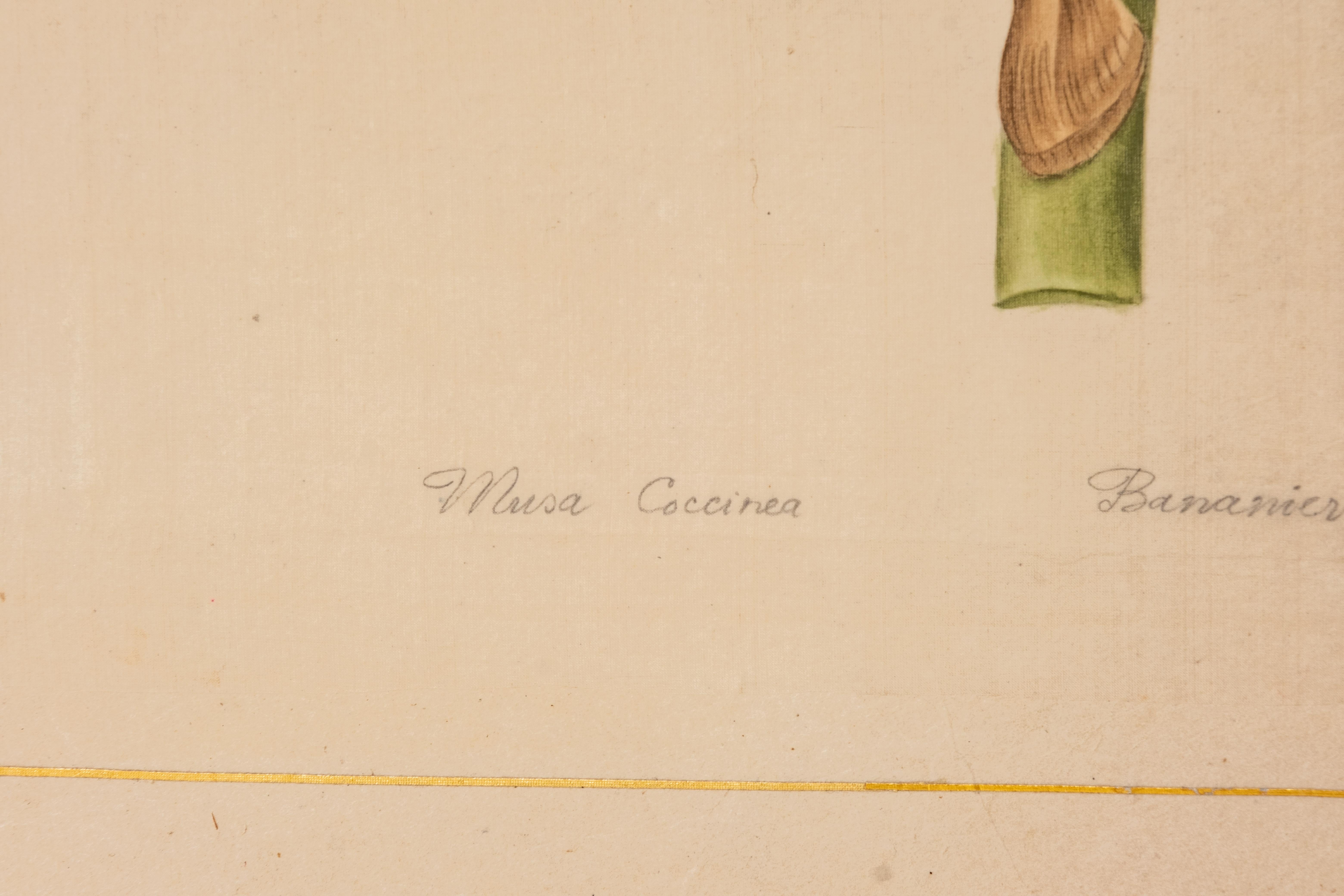 Acuarela firmada L.R Laffitte de platanero de flor escarlata sobre seda Francés en venta