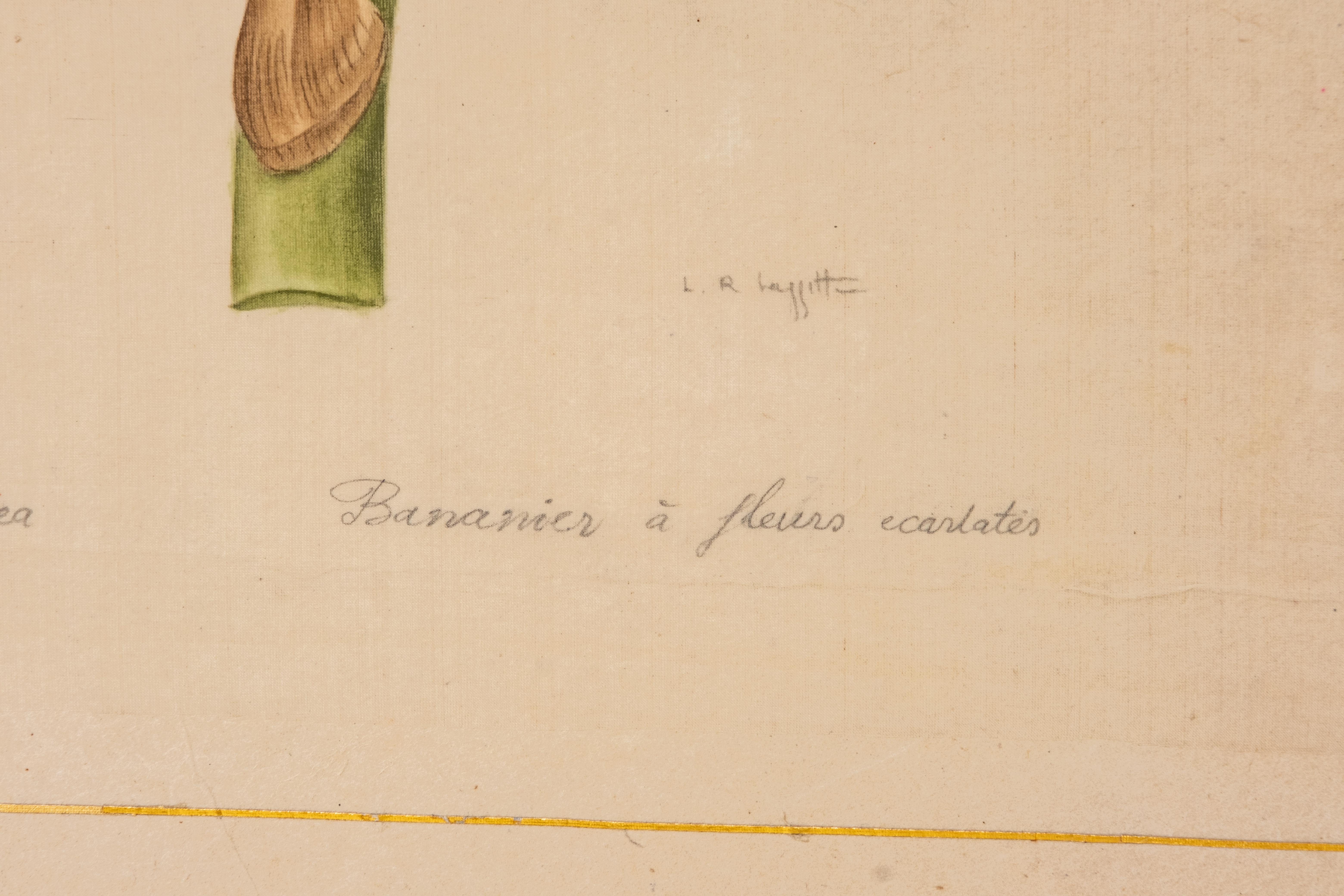 Acuarela firmada L.R Laffitte de platanero de flor escarlata sobre seda Pintado a mano en venta