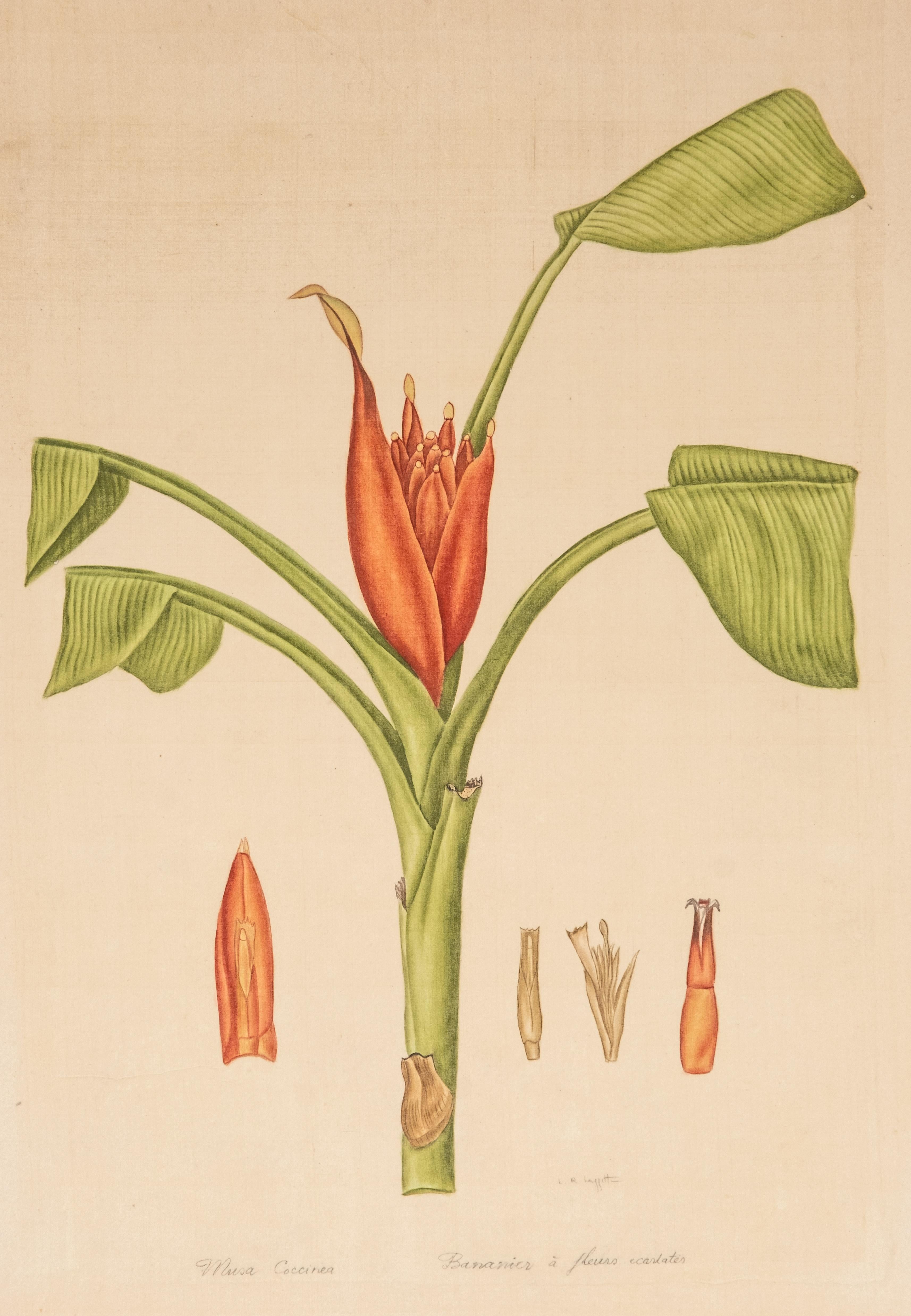 Acuarela firmada L.R Laffitte de platanero de flor escarlata sobre seda en Bueno estado para la venta en Kingston, NY
