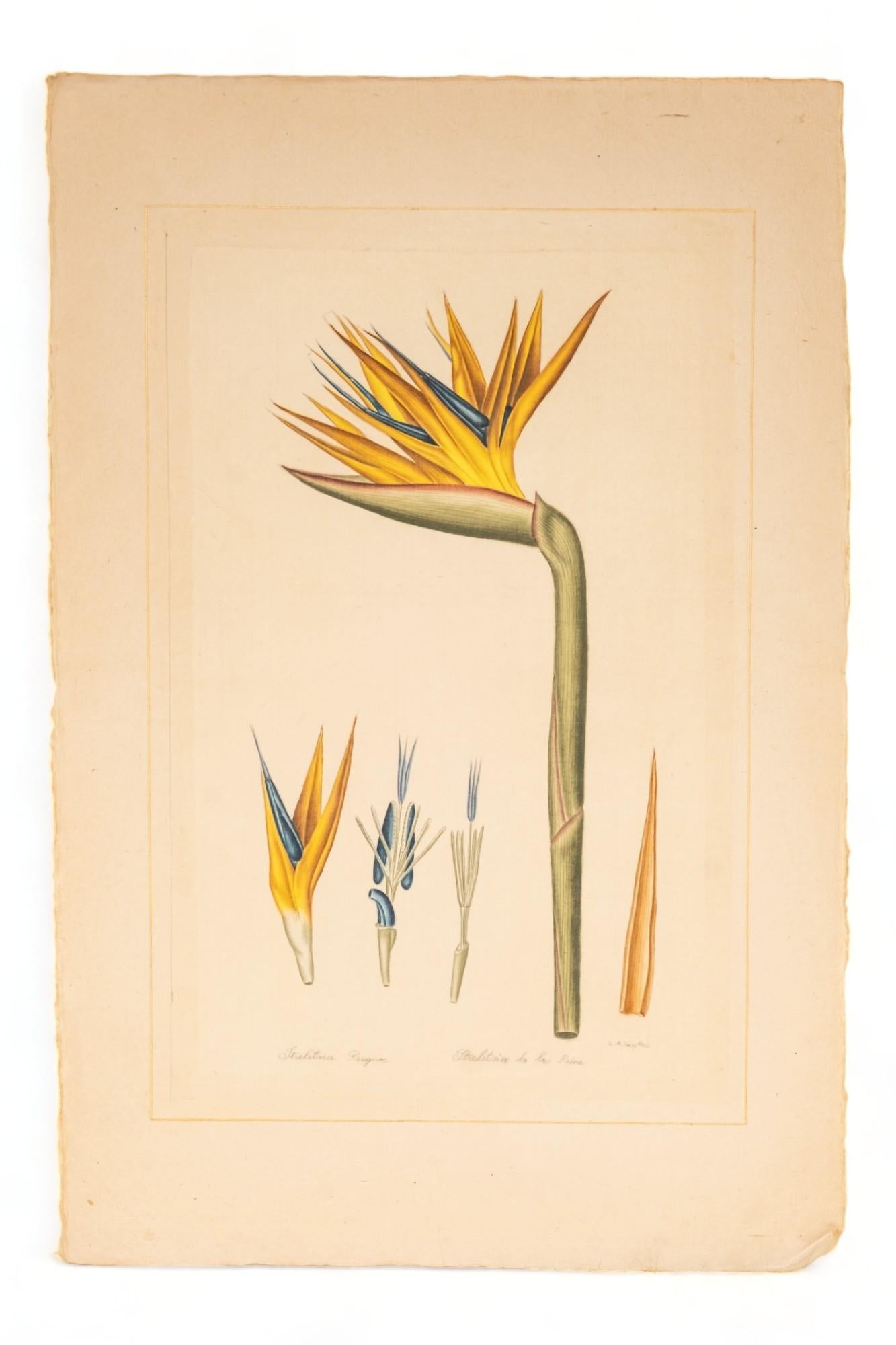 Signed L.R Laffitte Watercolor of Strelitzia Reginae on silk mounted on laid paper, Signed in pencil below.