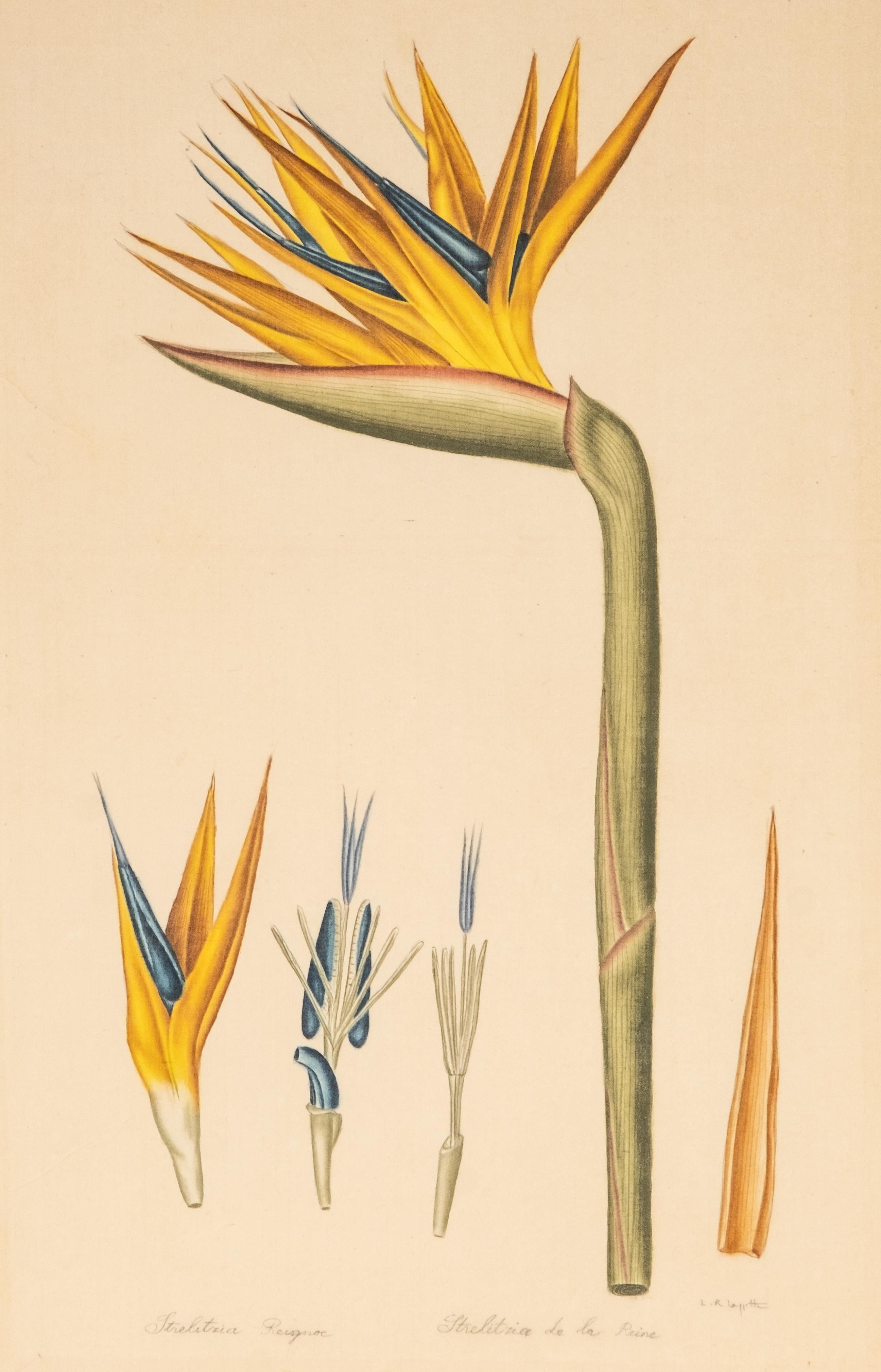 French Signed L.R Laffitte Watercolor on Paper of Strelitzia Reginae on Silk Mounted on