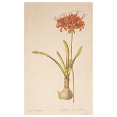 Signed L.R Laffitte Watercolor on Silk Mounted on Laid Paper of Amaryllis Curvif