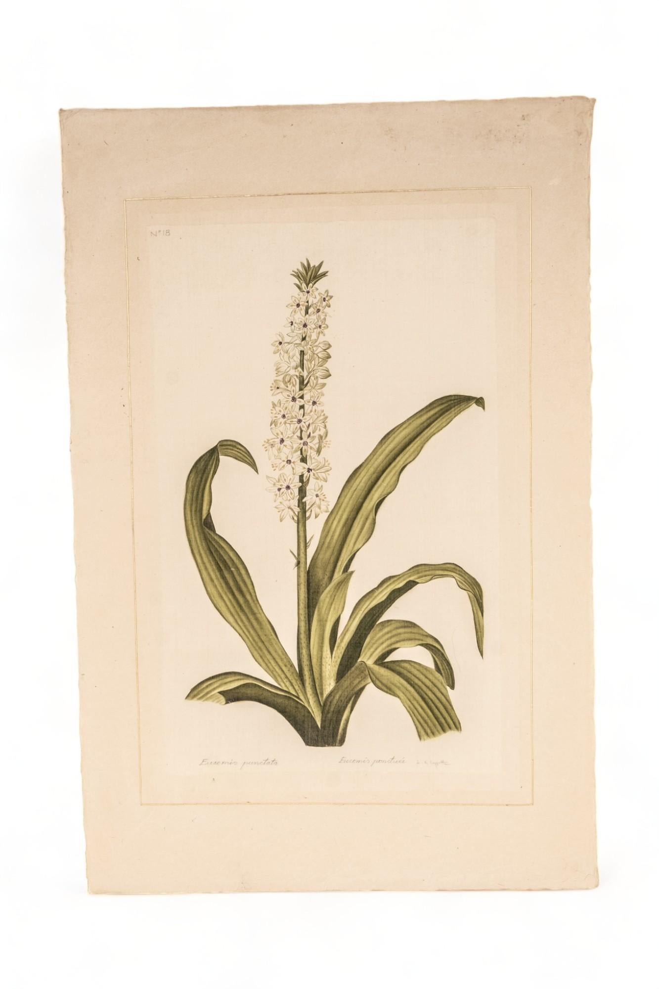 Signed L.R Laffitte Watercolor of Eucomis ponctuée on silk mounted on laid paper, Signed in pencil at the bottom