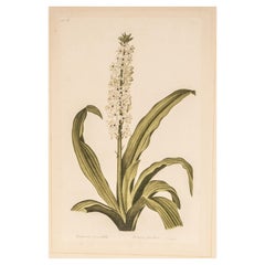 Signed L.R Laffitte Watercolor Painting of Eucomis Ponctuée