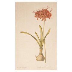 Signed L.R Laffitte Watercolor Painting on Silk, Amaryllis
