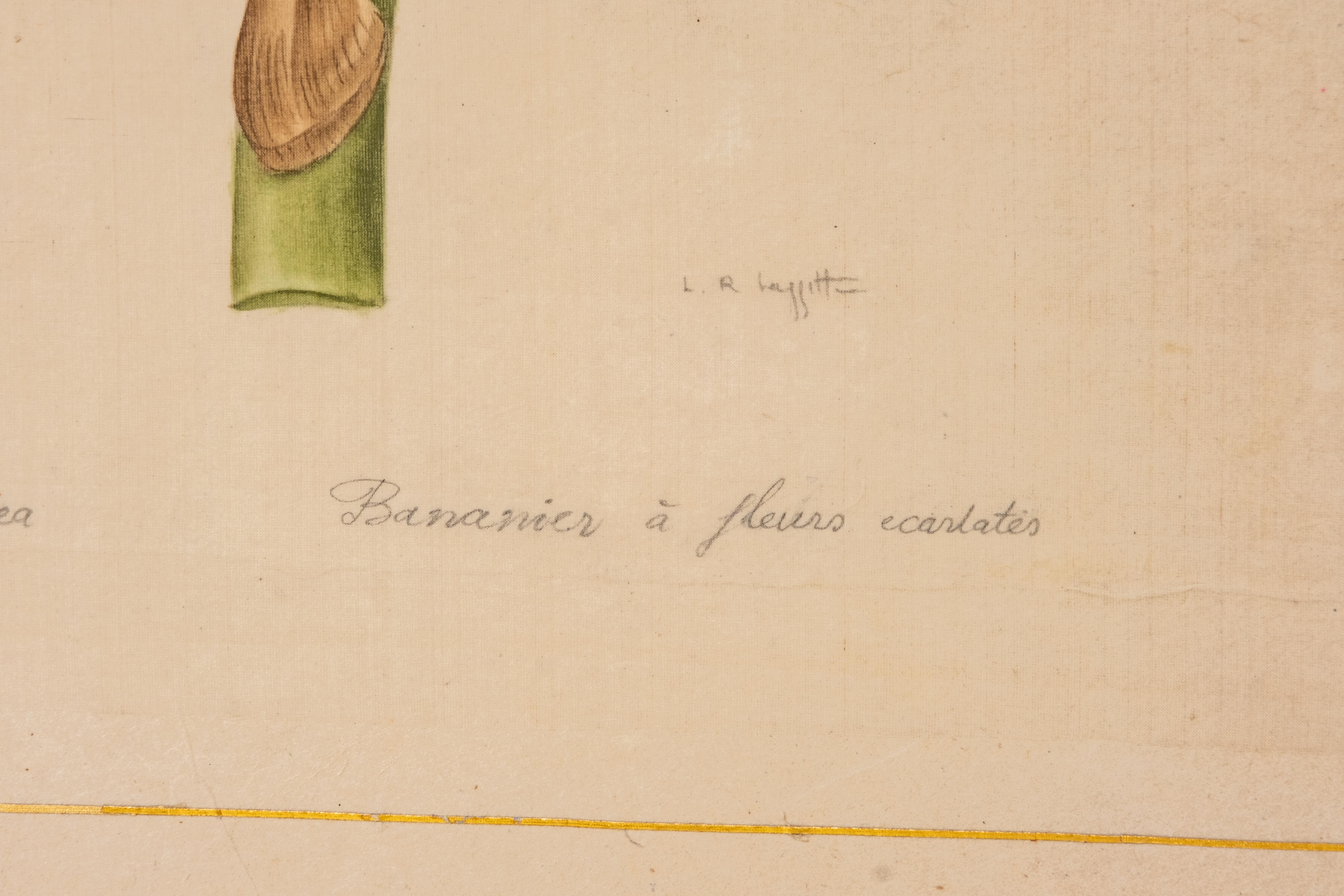Peint à la main Aquarelle d'un arbre de banane fleuri d'écarlate signée L.R Laffitte en vente