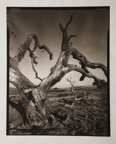 Fotografie „Tejon Ranch“ von Mark Seliger (geb. 1959) signiert