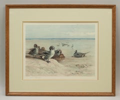 Signed Wildfowl Print, Pintails on the Foreshore by Archibald Thorburn