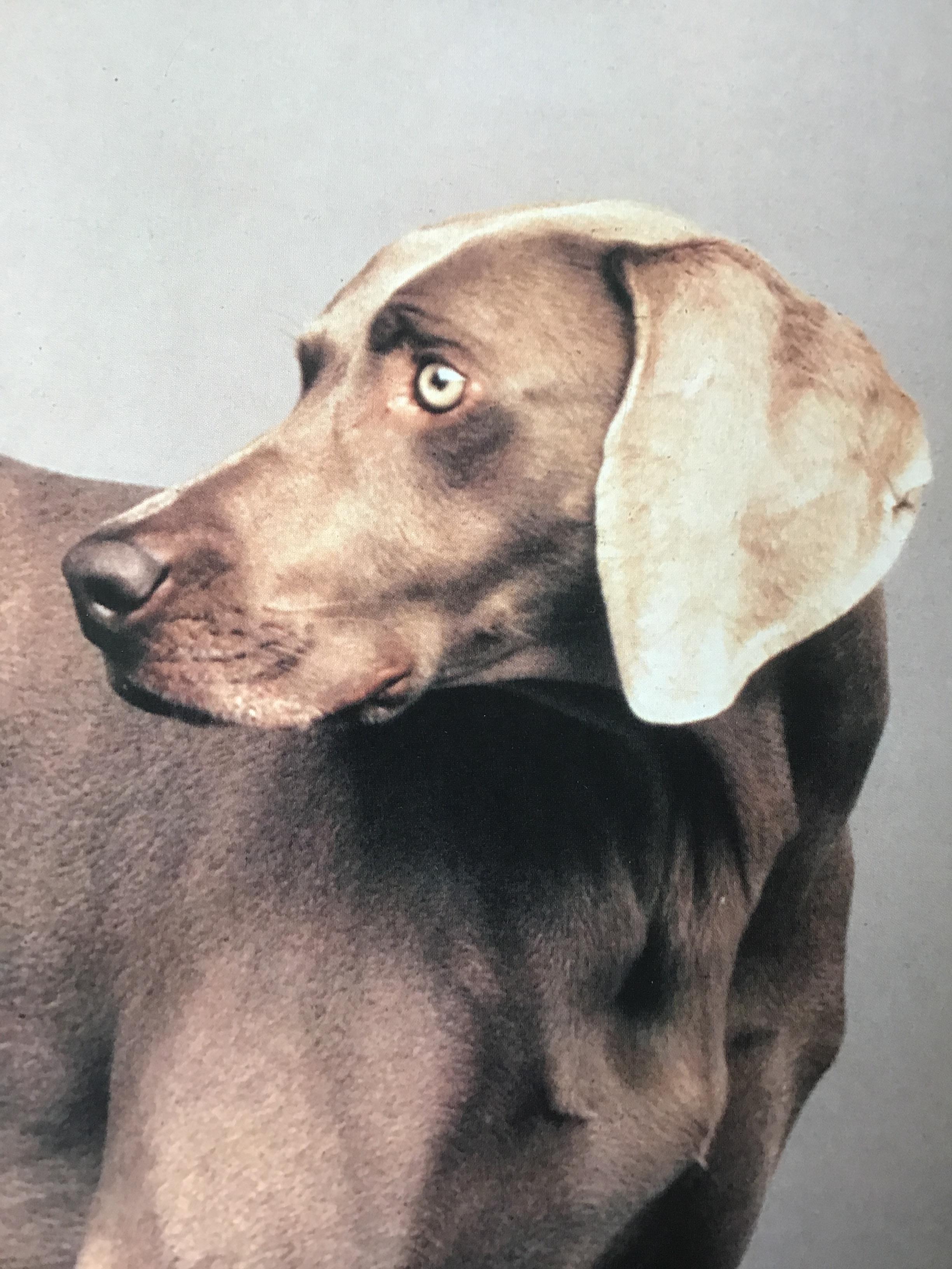 Signed William Wegman Roller Rover Color Print In Good Condition In Tarrytown, NY