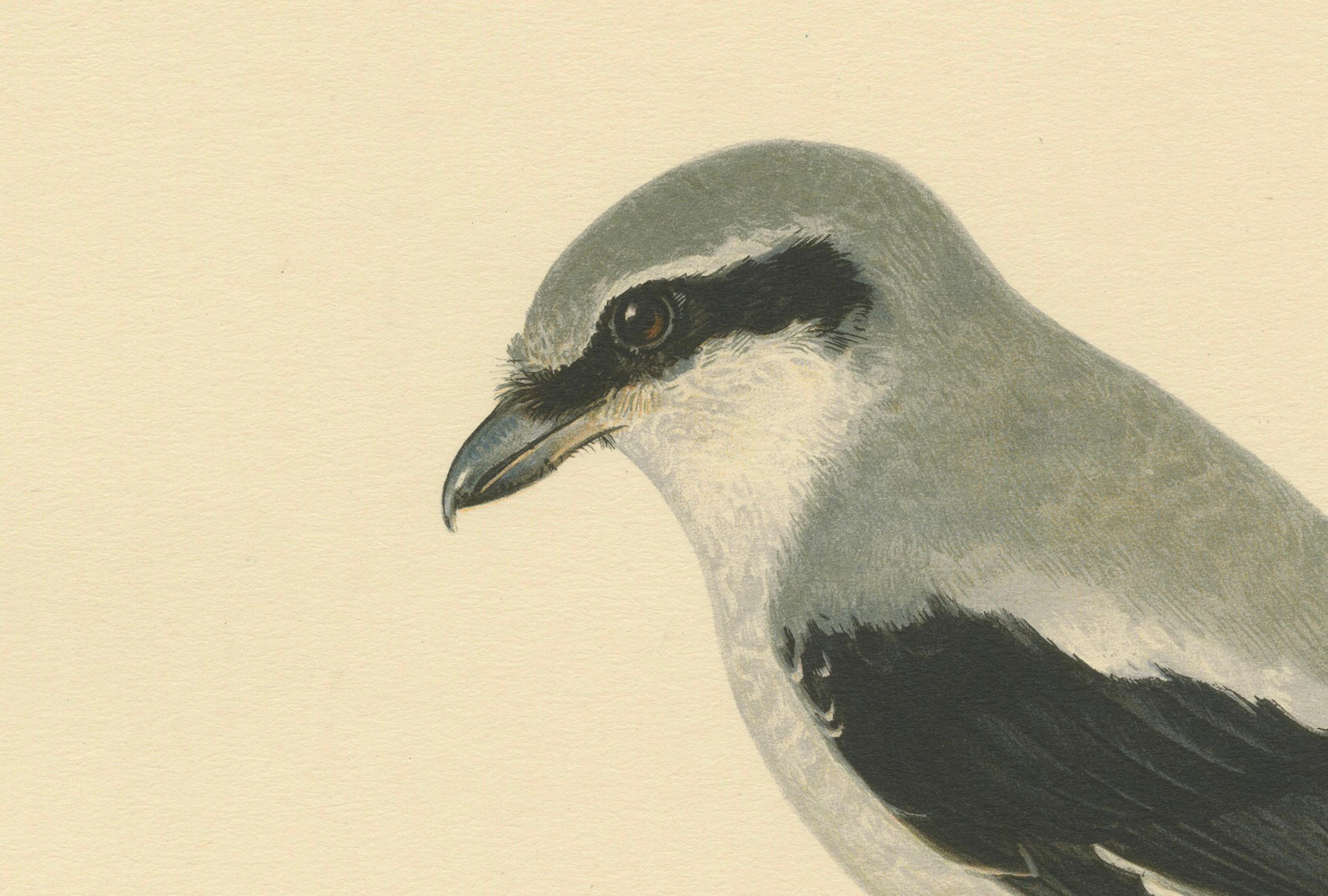 Gravure ancienne d'oiseau intitulée 'Lanius Excubitor'. Ancienne gravure d'oiseau représentant la pie-grièche grise. Cette estampe est tirée de 