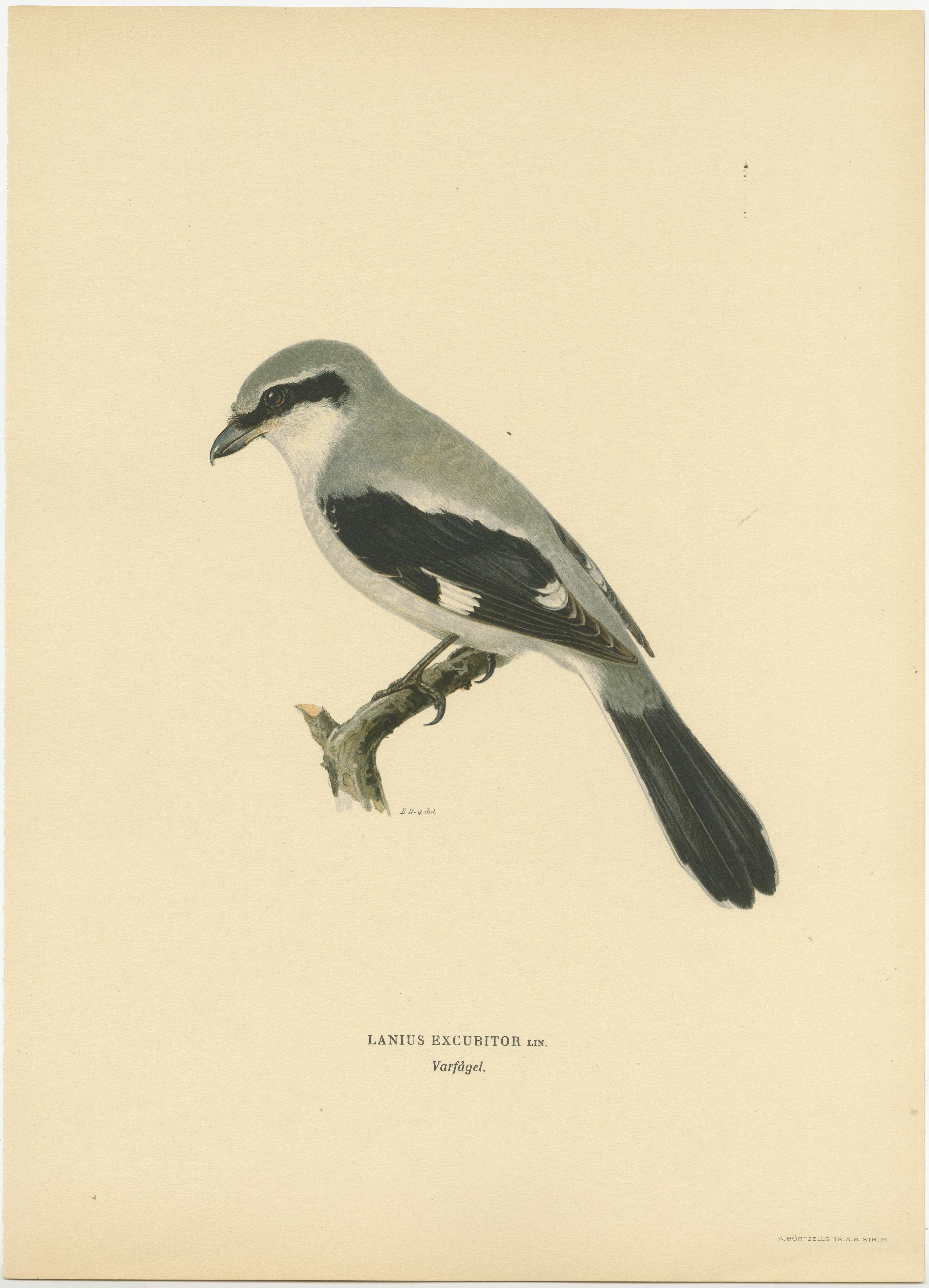 Silent Sentinel: Vintage Bird Print of The Great Grey Shrike by Von Wright, 1927 In Good Condition For Sale In Langweer, NL