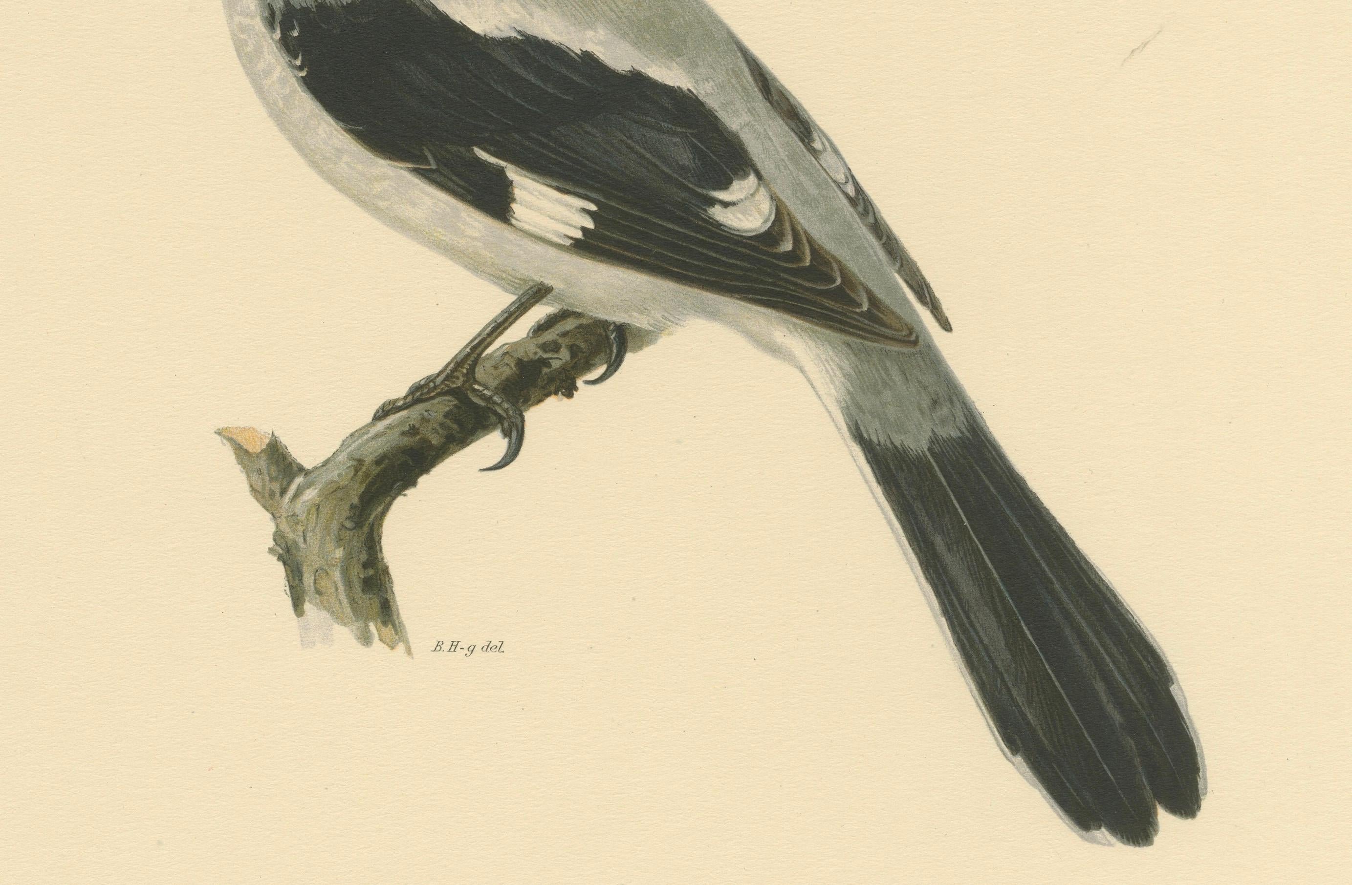 20th Century Silent Sentinel: Vintage Bird Print of The Great Grey Shrike by Von Wright, 1927 For Sale