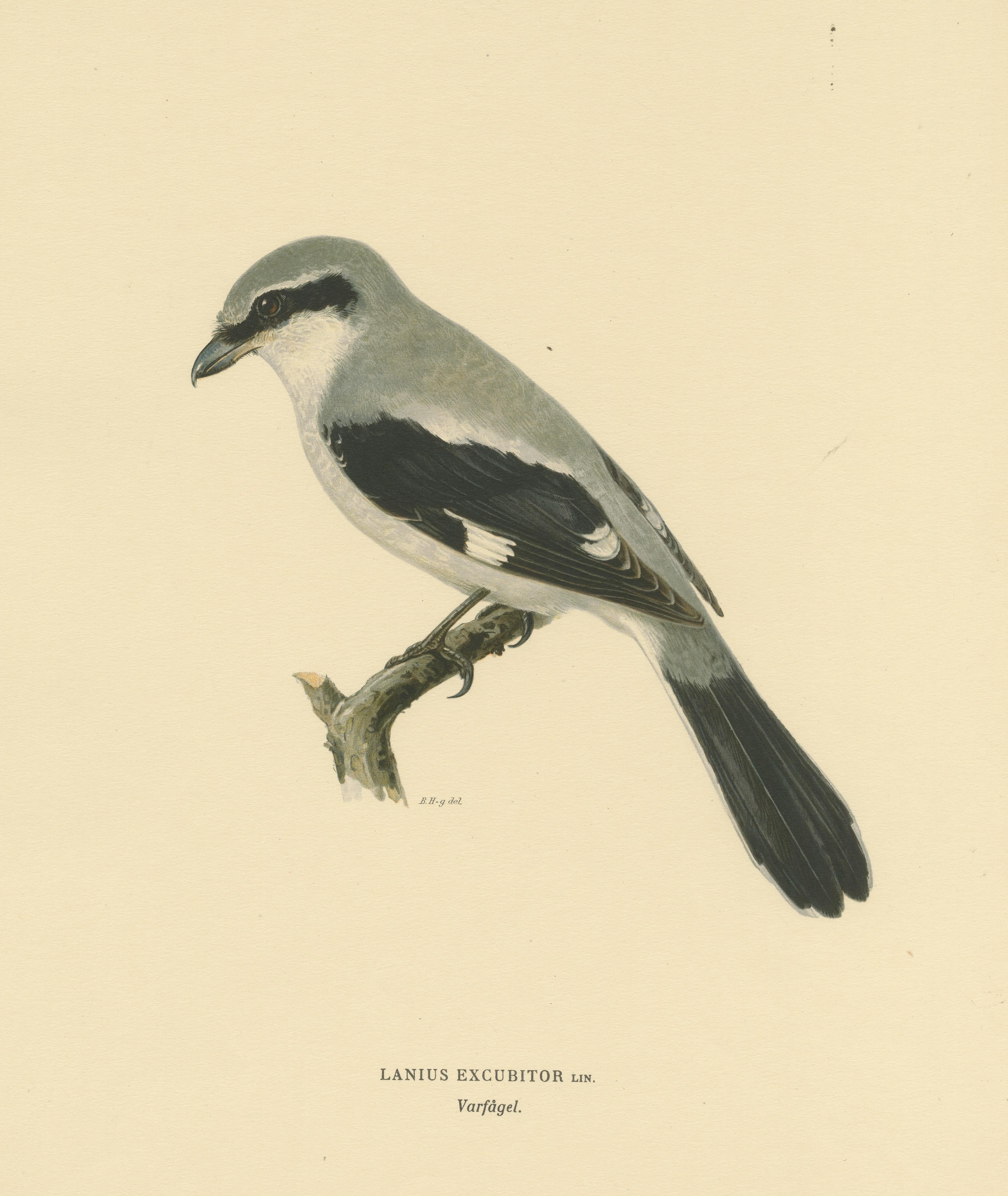Paper Silent Sentinel: Vintage Bird Print of The Great Grey Shrike by Von Wright, 1927 For Sale
