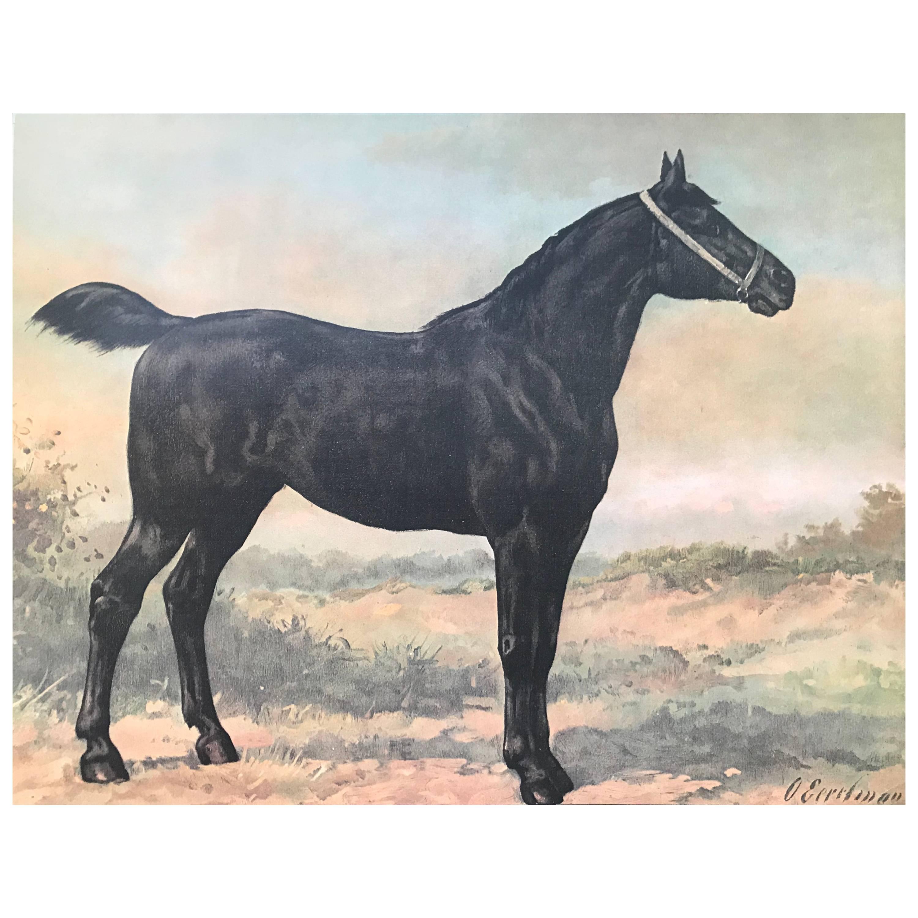 Silk Print from a Frisian Horse For Sale