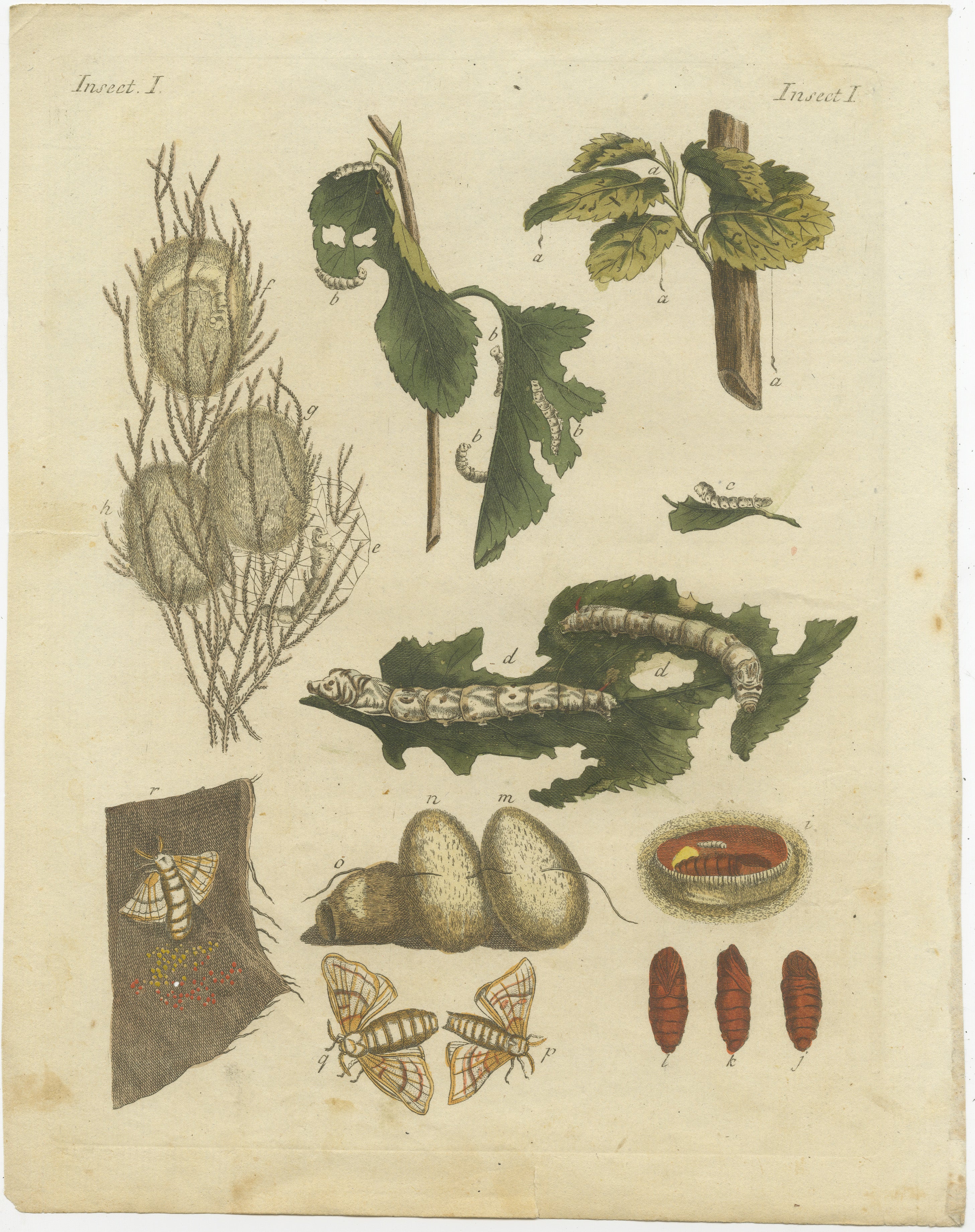 Titel: Seidenraupen-Metamorphose: Handkolorierter Kupferstich aus Bertuchs 