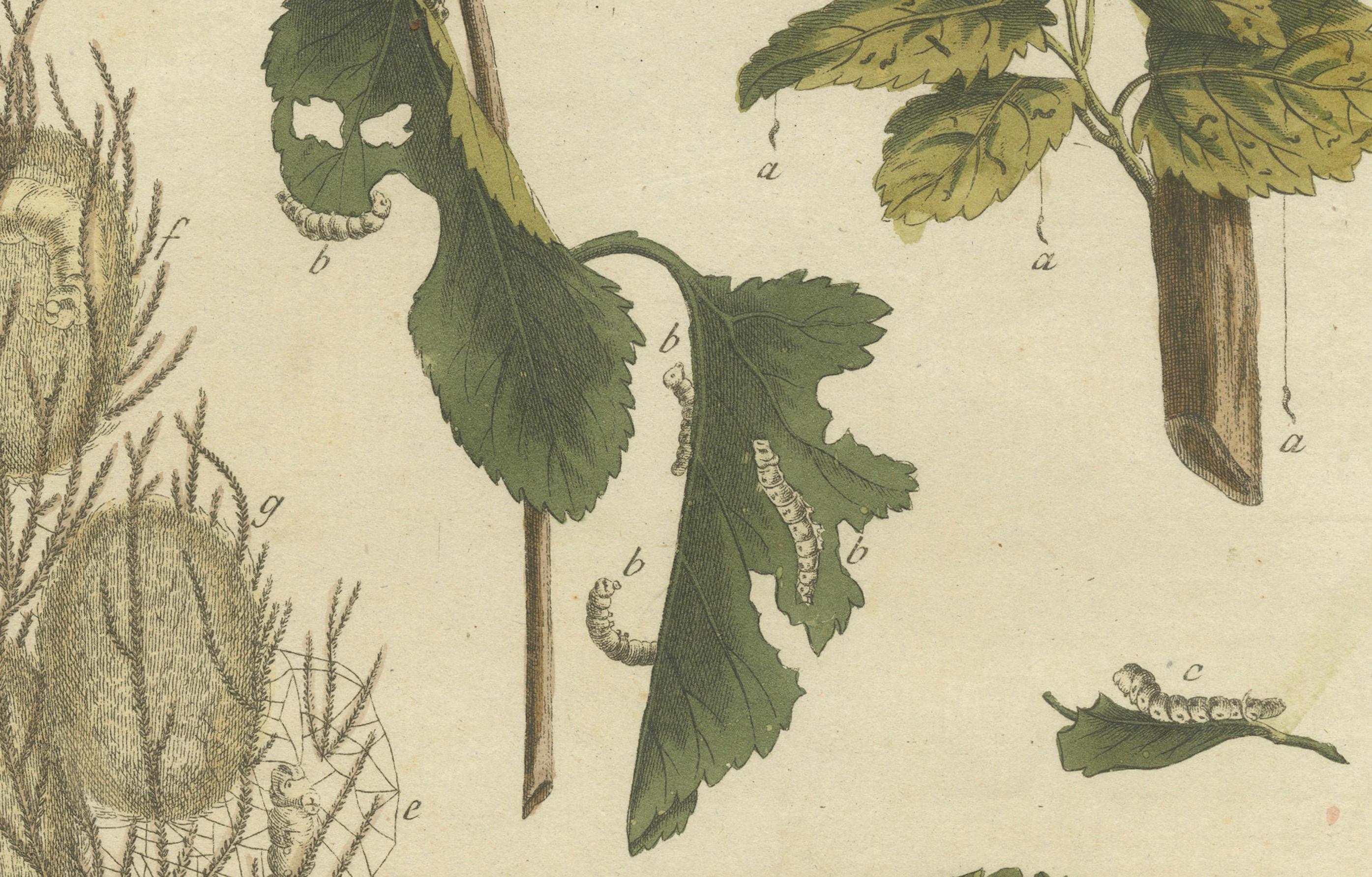 Seidenraupen Metamorphosis: Handkolorierter Kupferstich aus Bertuchs 
