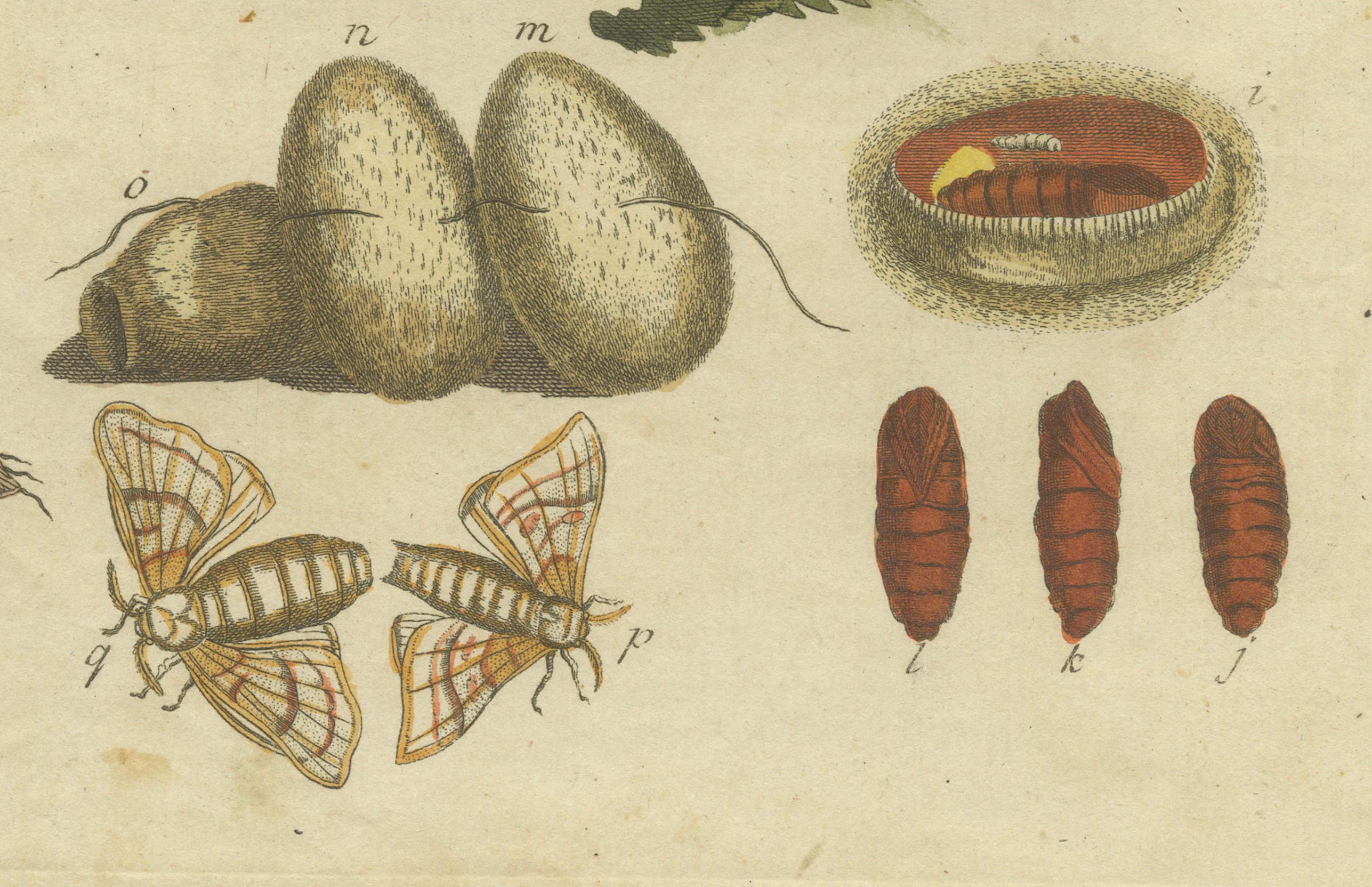 Seidenraupen Metamorphosis: Handkolorierter Kupferstich aus Bertuchs 