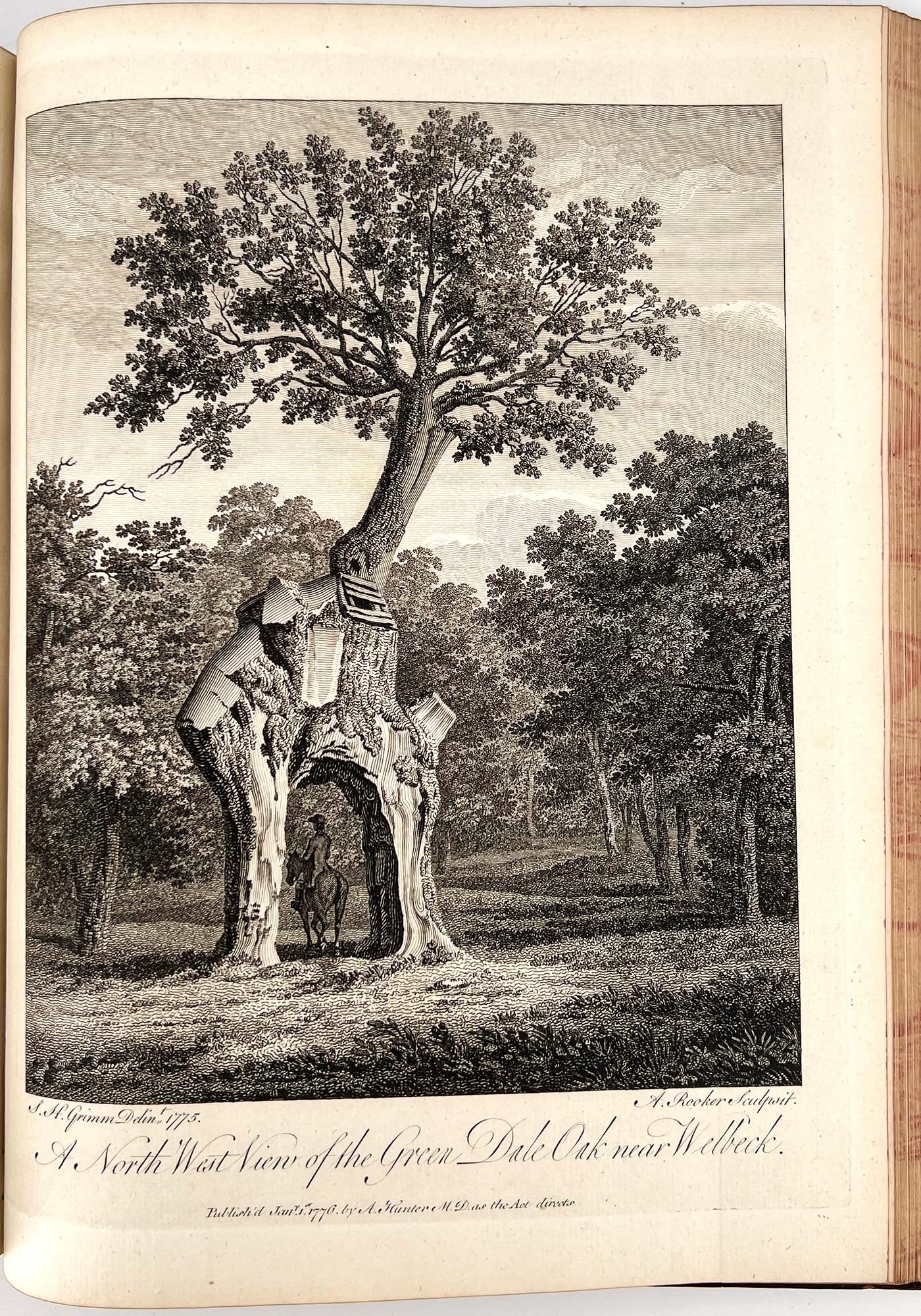 Silva: or a Discourse of Forest-Trees by John Evelyn For Sale 3