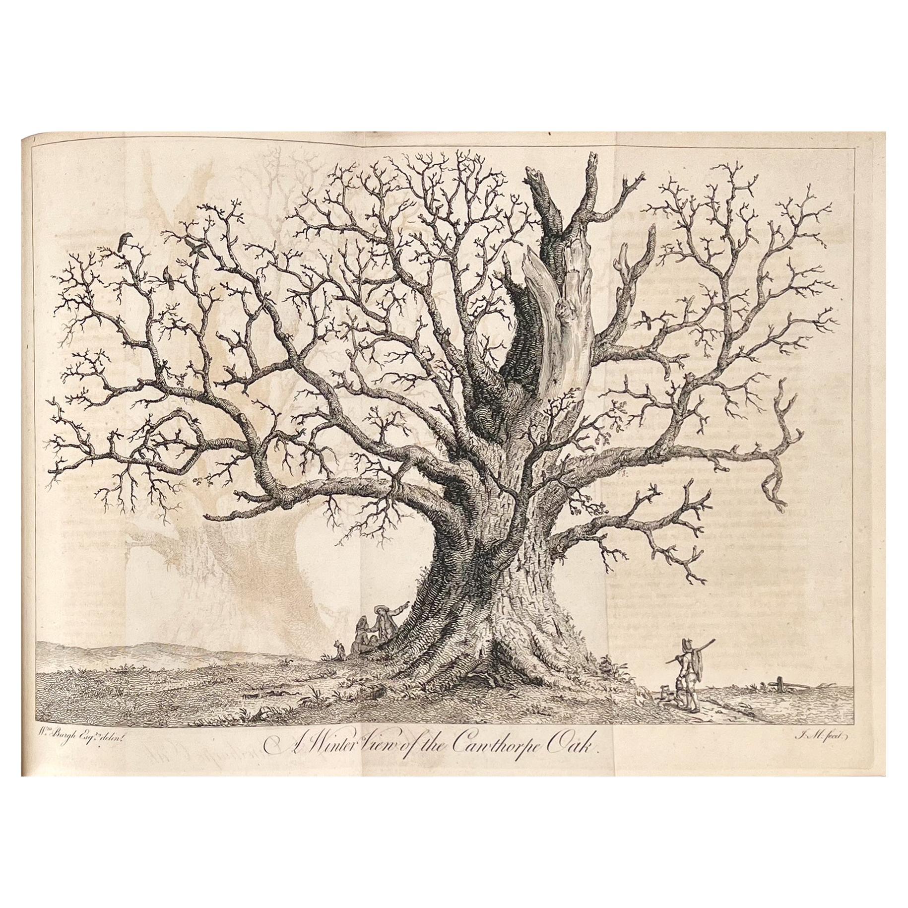 Silva: or a Discourse of Forest-Trees by John Evelyn For Sale