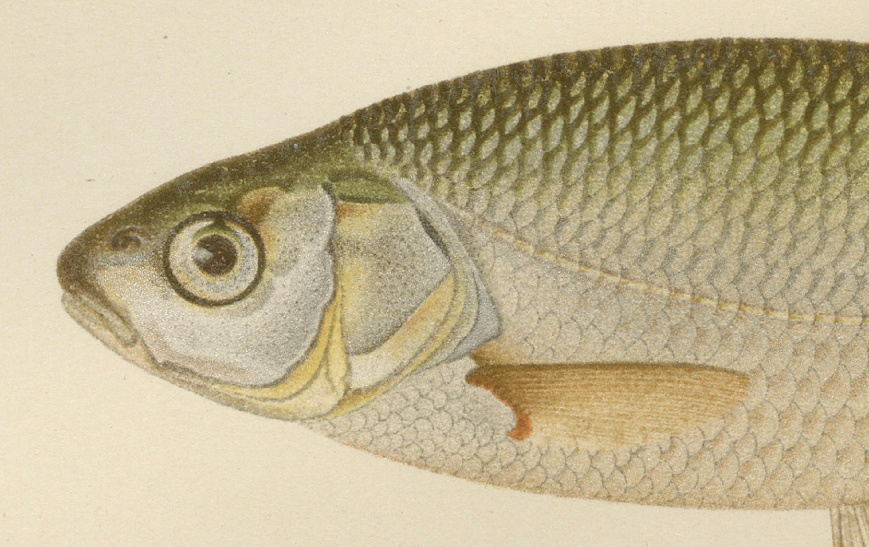 Silver Breams and Vimba - Scandinavian Freshwater Beauties  

This beautiful 19th-century lithograph from *Skandinaviens Fiskar* features three iconic freshwater fish species: the Ide (Leuciscus idus), the Silver Bream (Abramis blicca), and the
