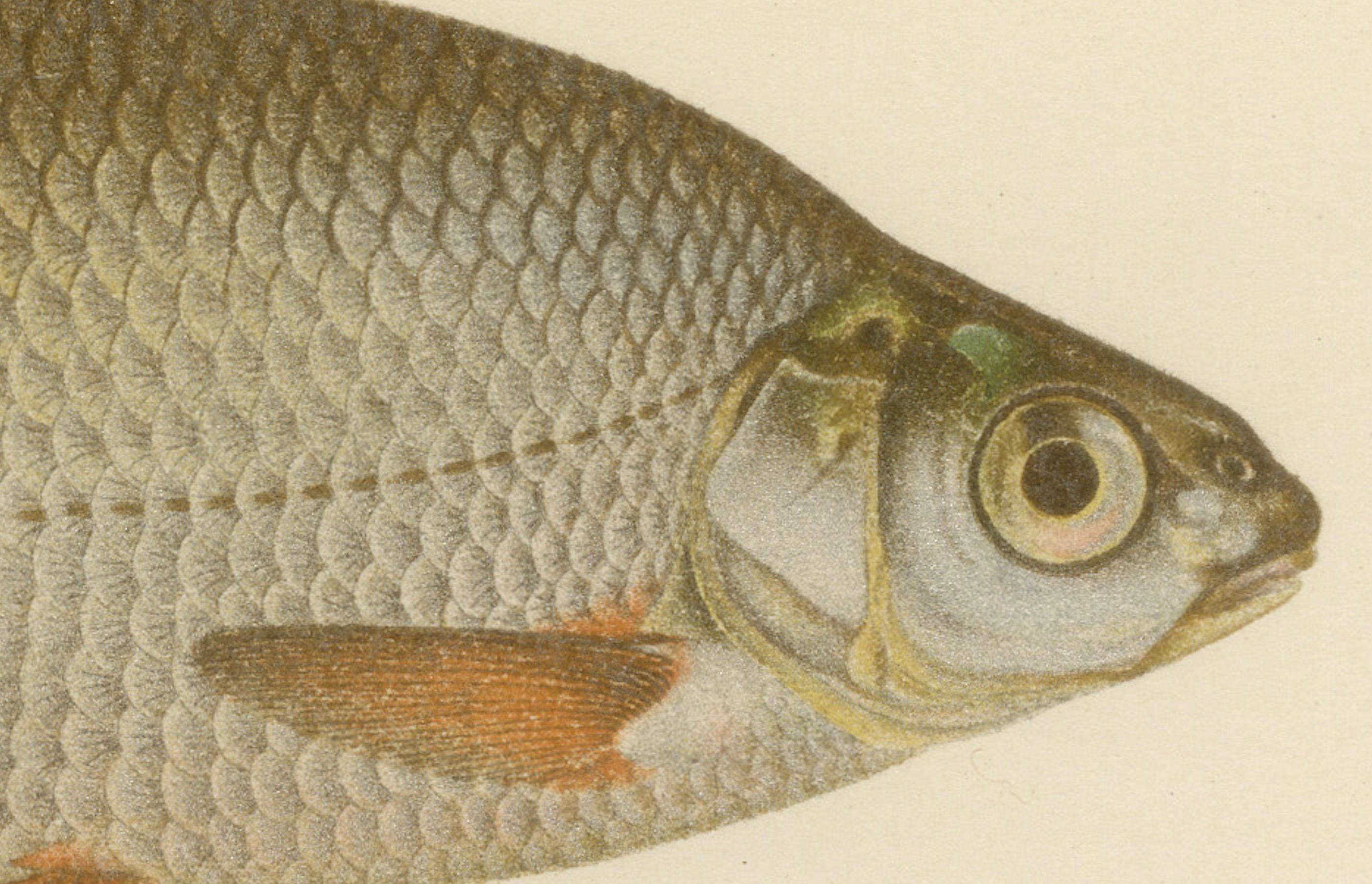 Silver Breams and Vimba - Scandinavian Freshwater Beauties on Litho, 1895 In Good Condition For Sale In Langweer, NL