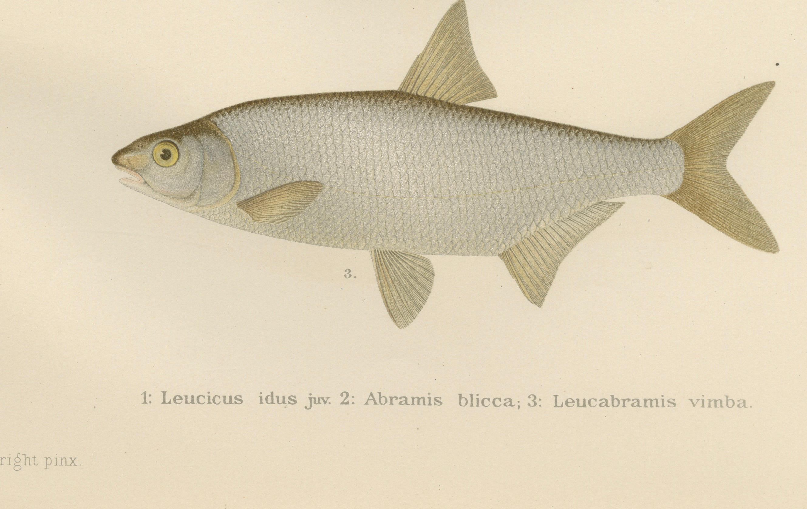 Late 19th Century Silver Breams and Vimba - Scandinavian Freshwater Beauties on Litho, 1895 For Sale