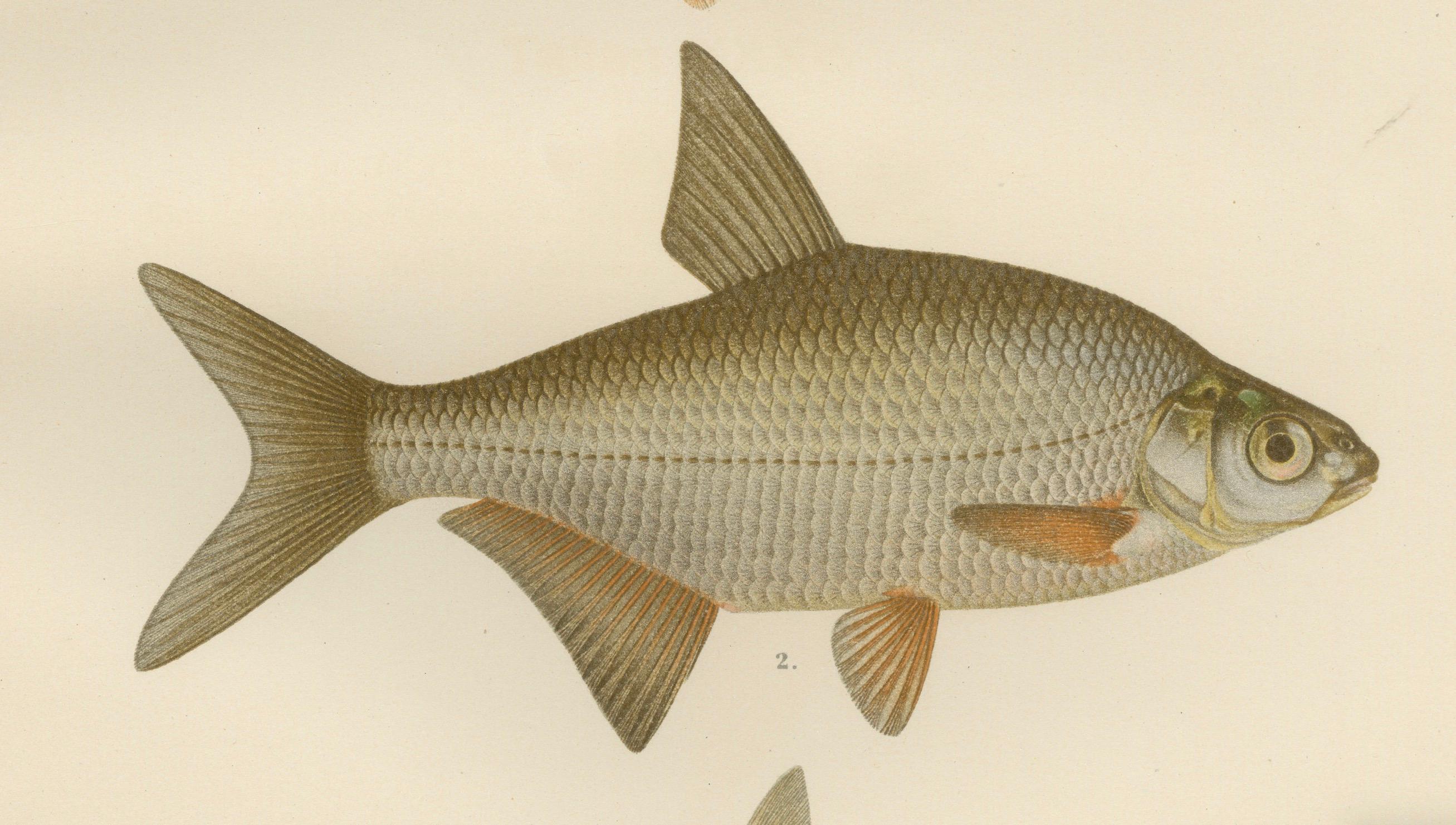 Paper Silver Breams and Vimba - Scandinavian Freshwater Beauties on Litho, 1895 For Sale