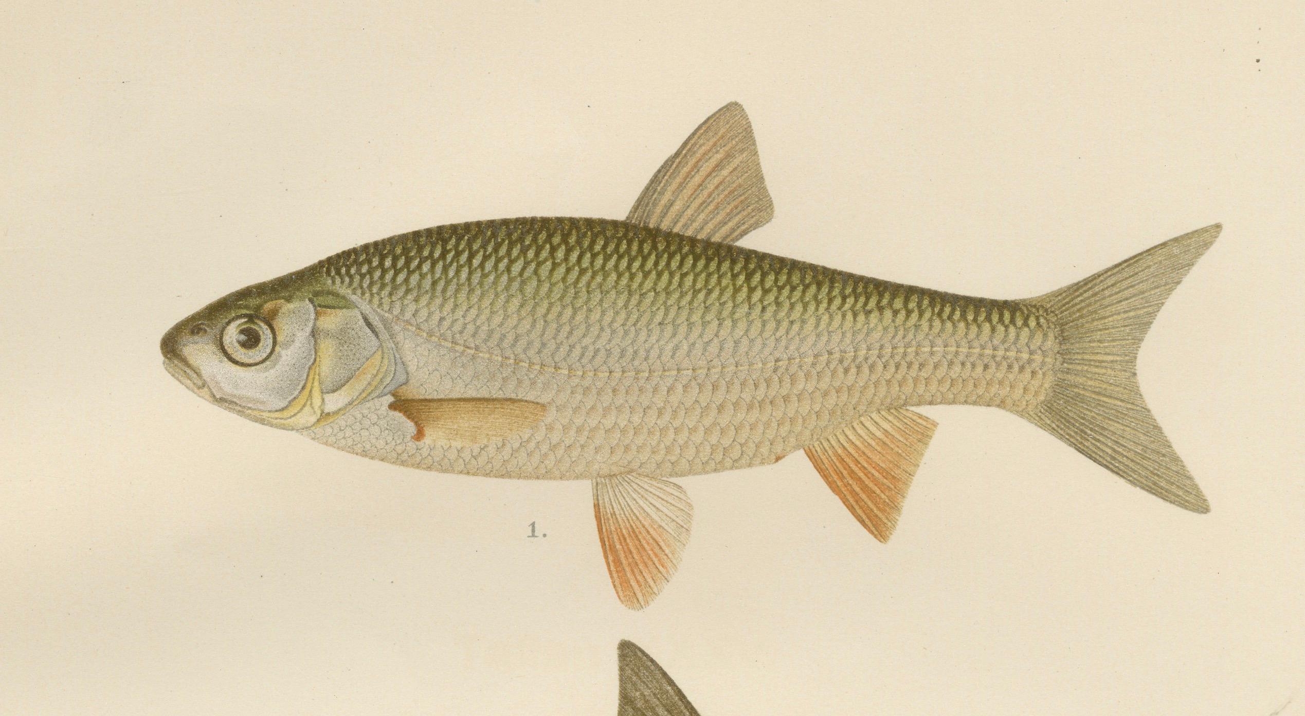 Silver Breams and Vimba - Scandinavian Freshwater Beauties on Litho, 1895 For Sale 1