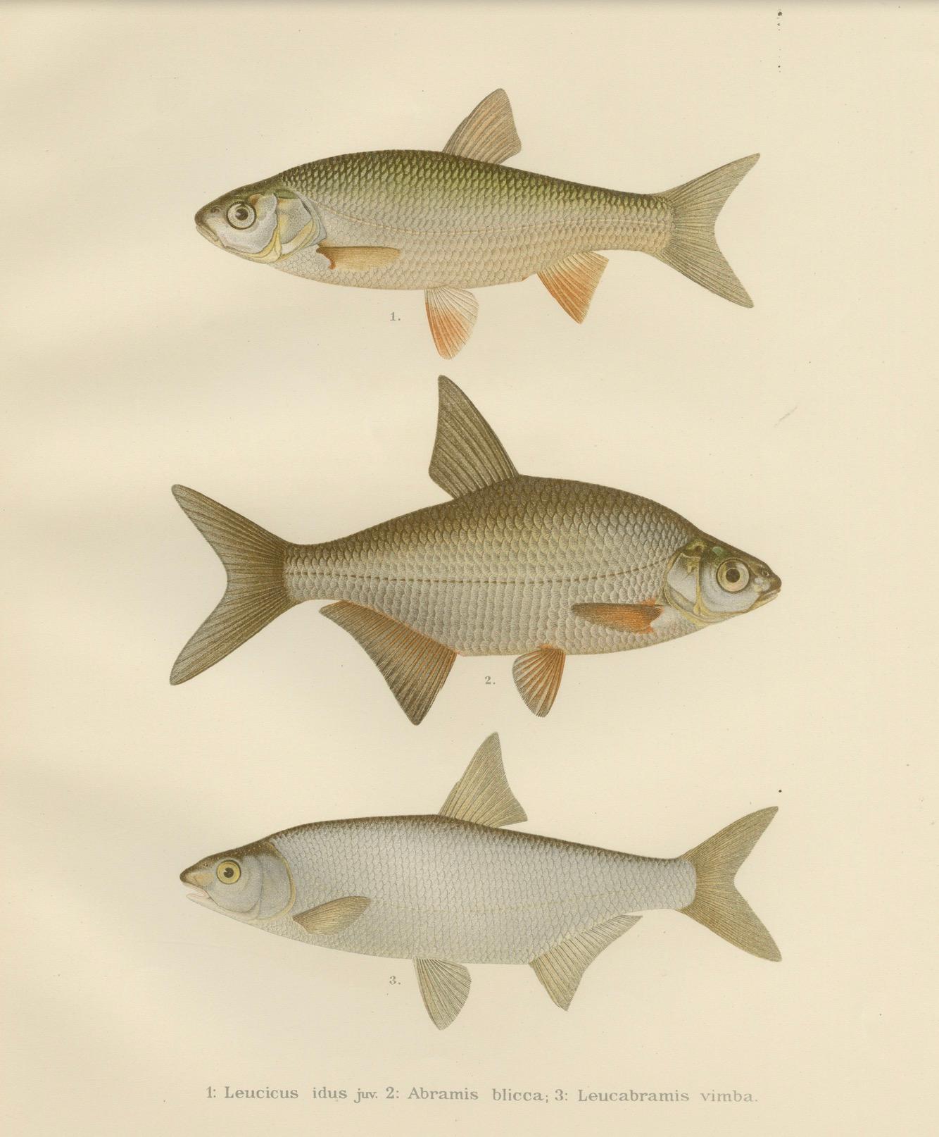 Silver Breams and Vimba - Scandinavian Freshwater Beauties on Litho, 1895 For Sale 2