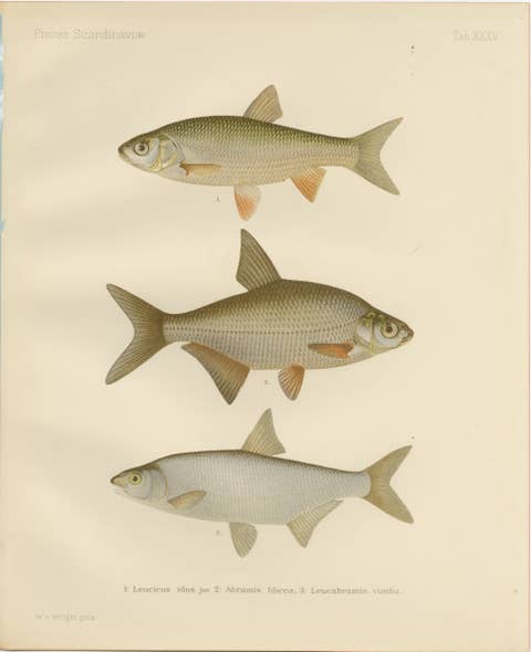 Silver Breams and Vimba - Scandinavian Freshwater Beauties on Litho, 1895